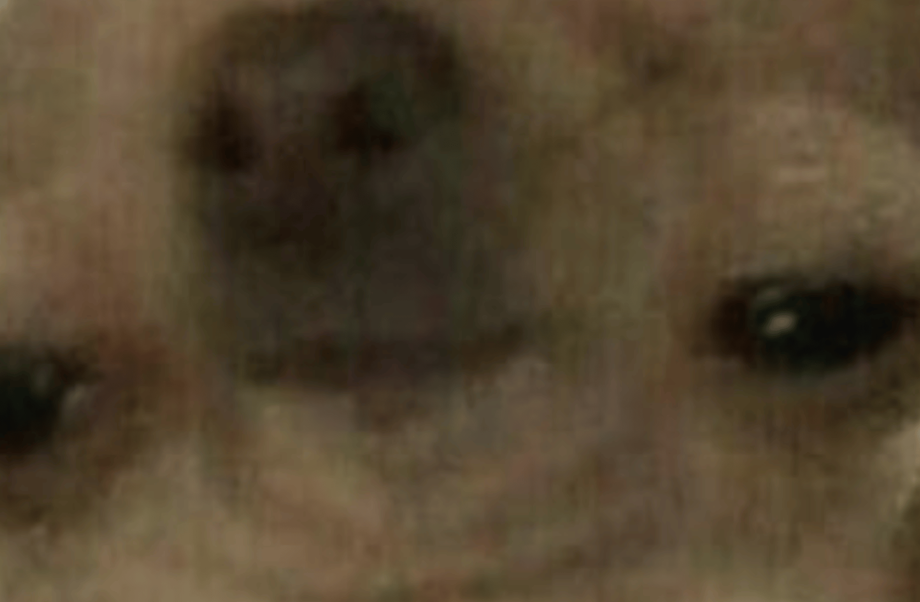 Dog....