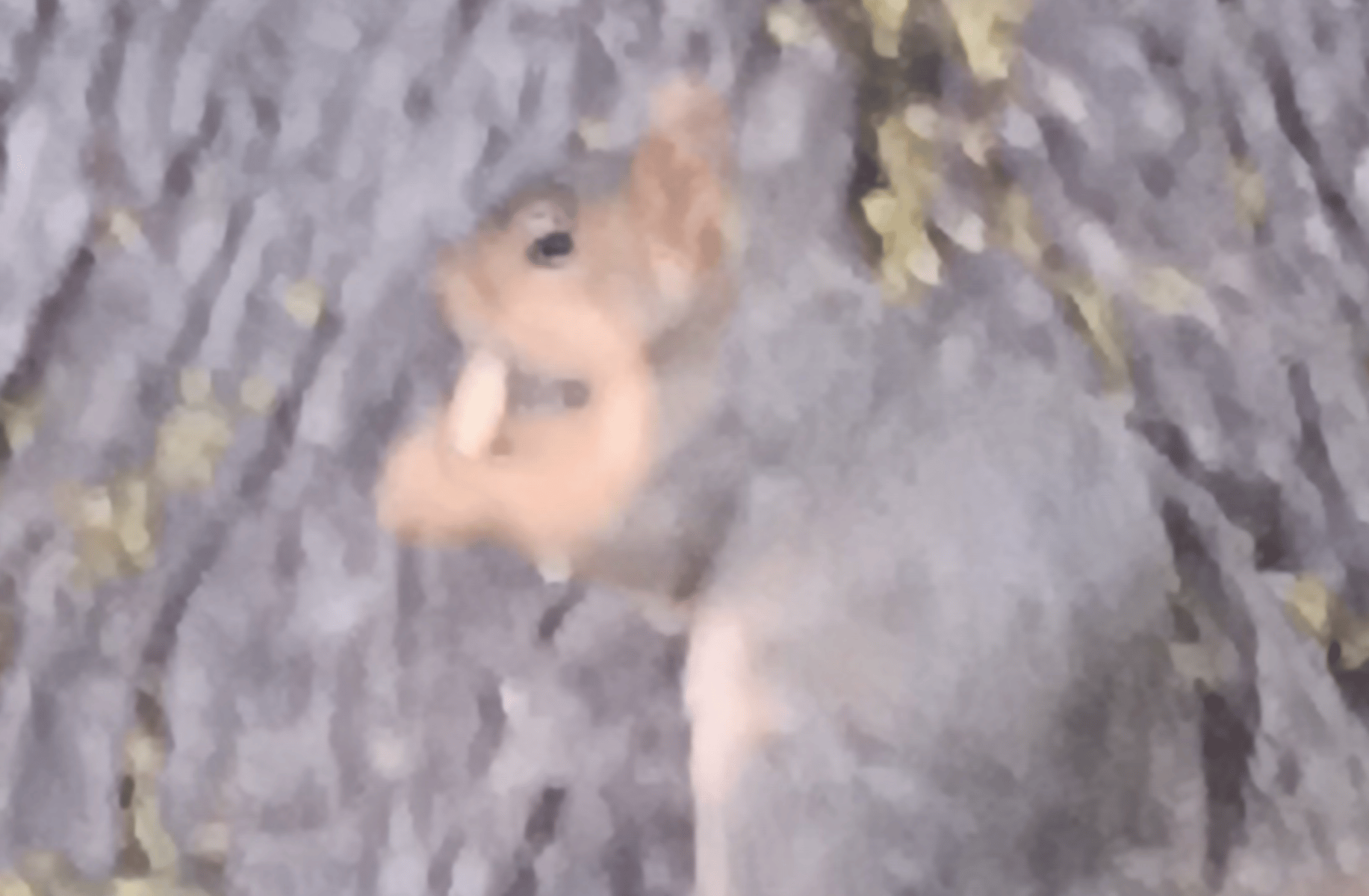 Squirrel eating McDonald'