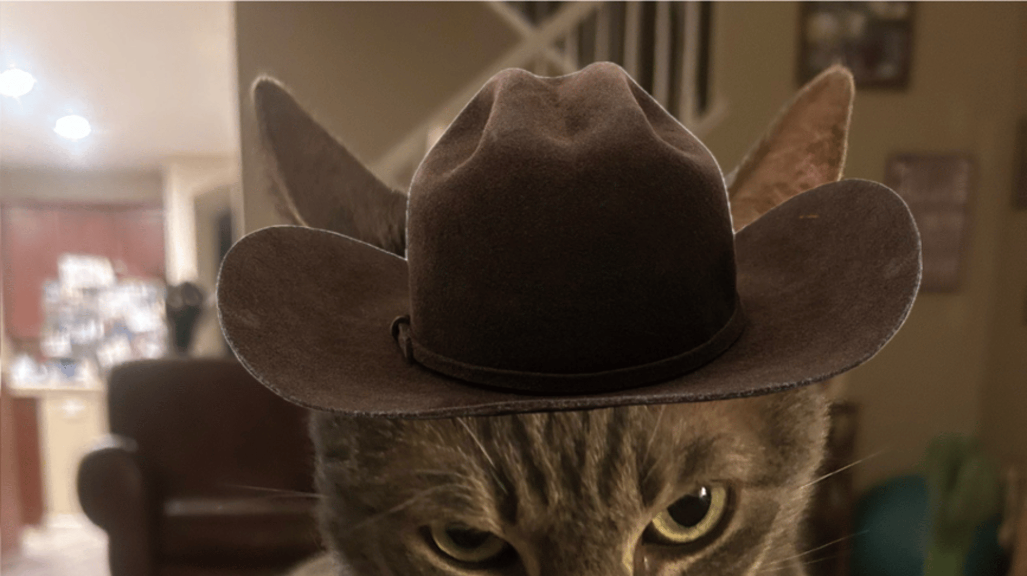 Cowboy cat
