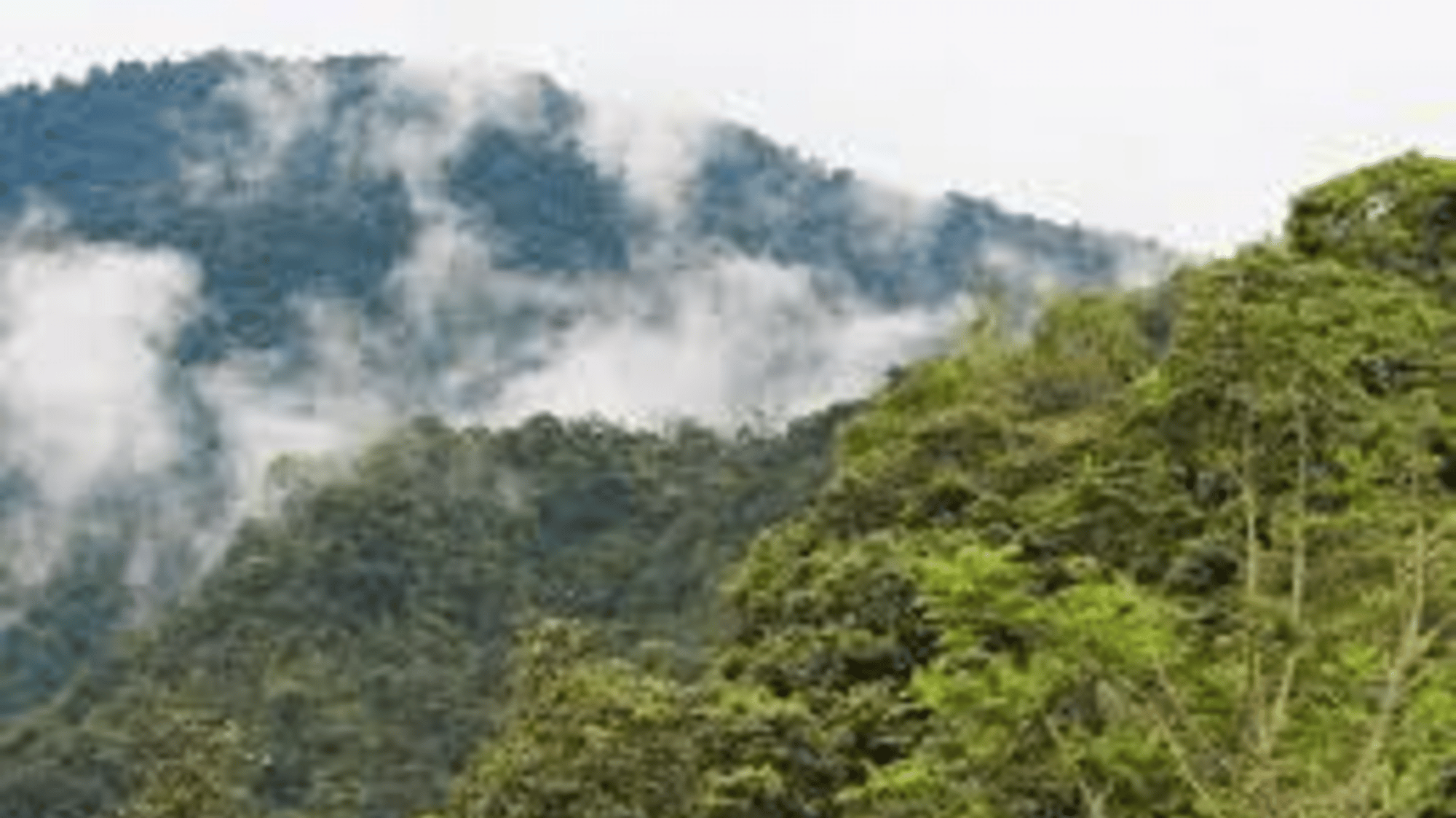 The Lus*t Forest