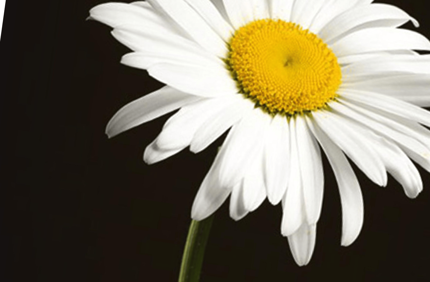 Sing Daisy bell