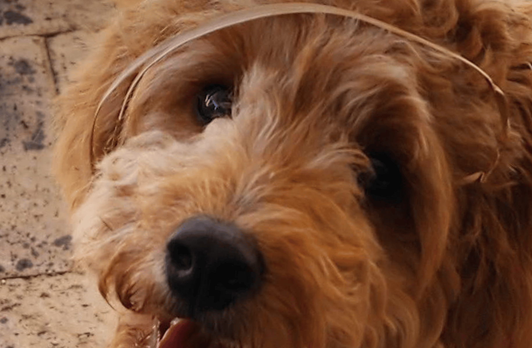 CHARLIE