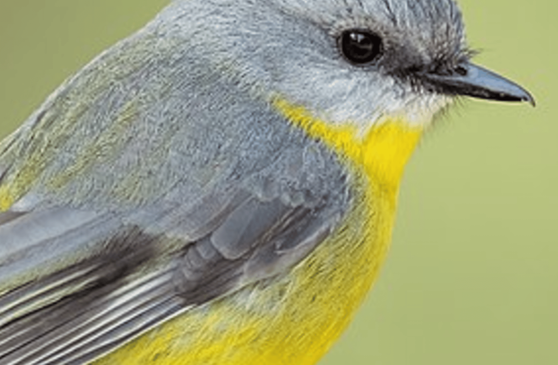Bird thats angry