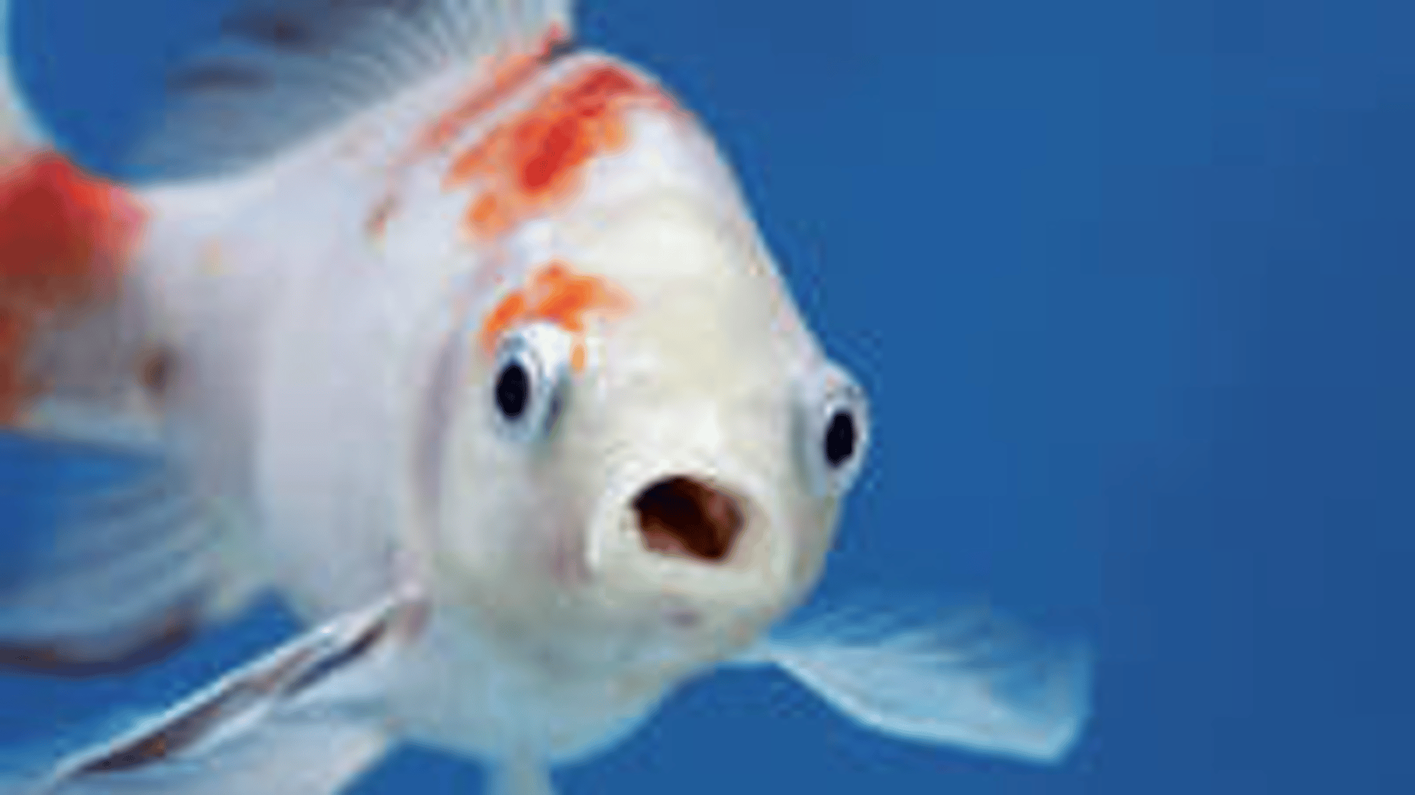 Shocked Fish