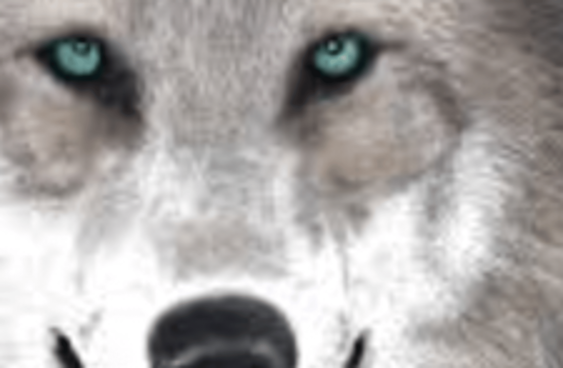 Feral Wolf