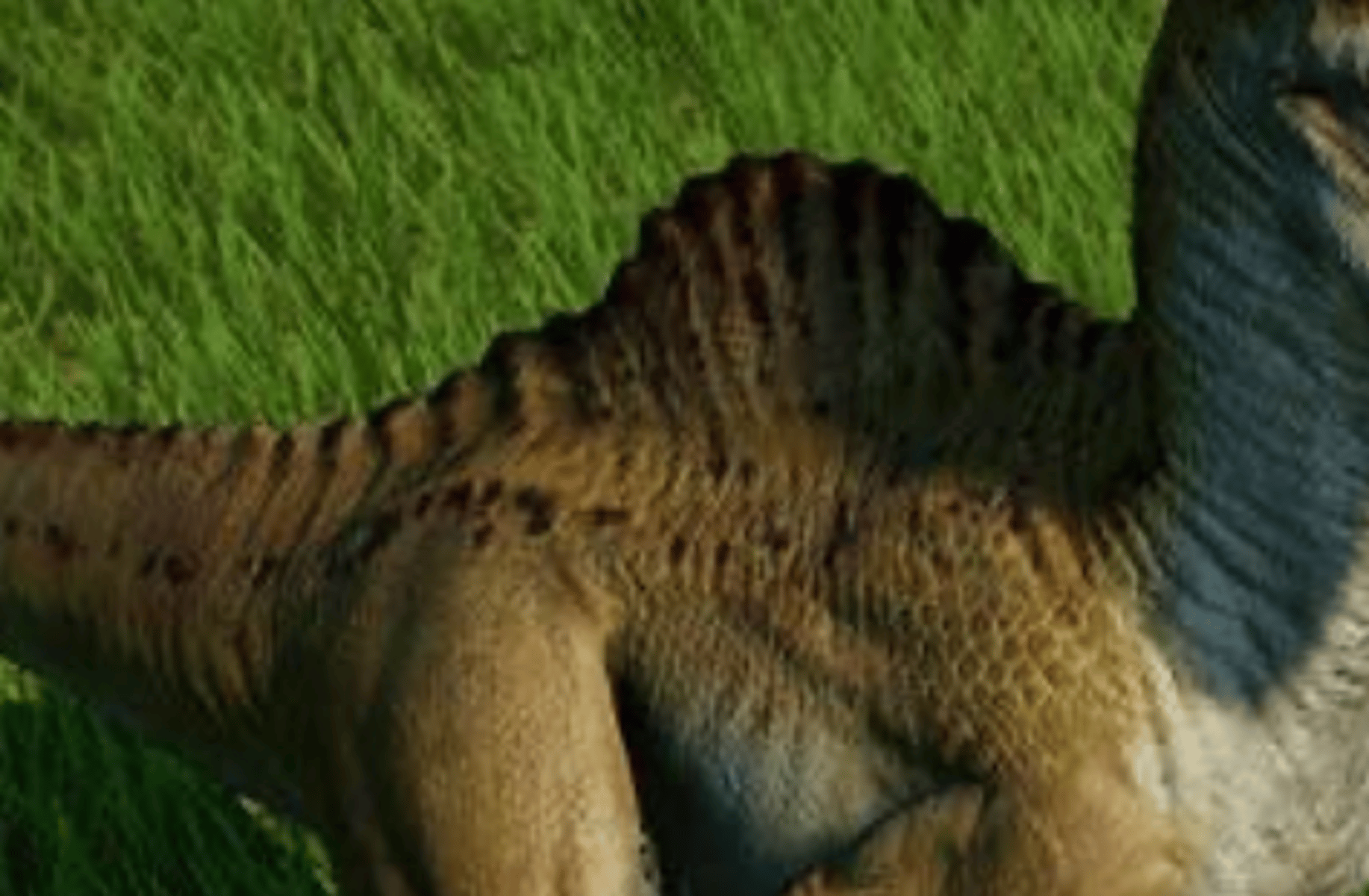Spinoraptor petting zoo