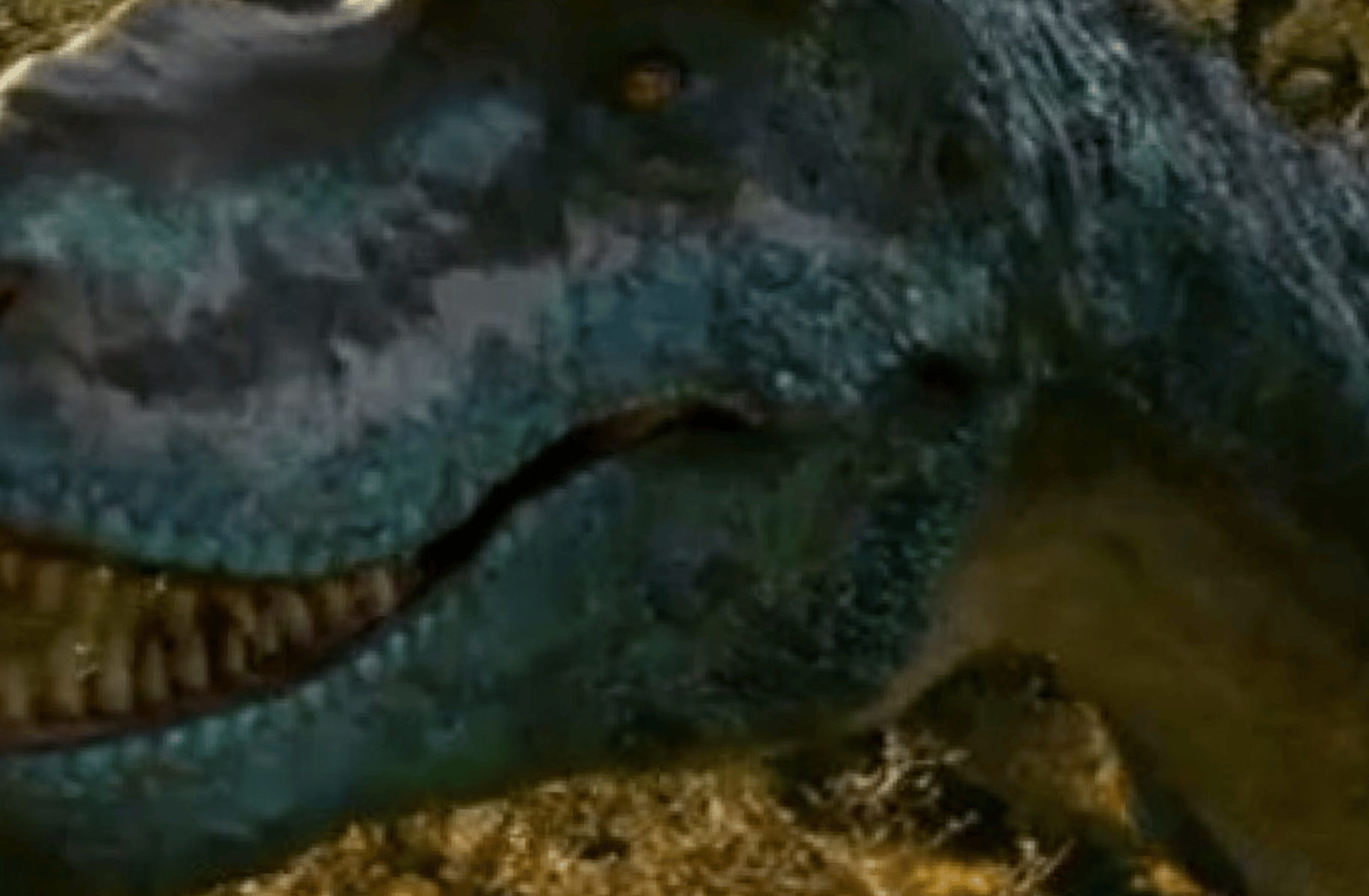 Gorgon the gorgosaurus