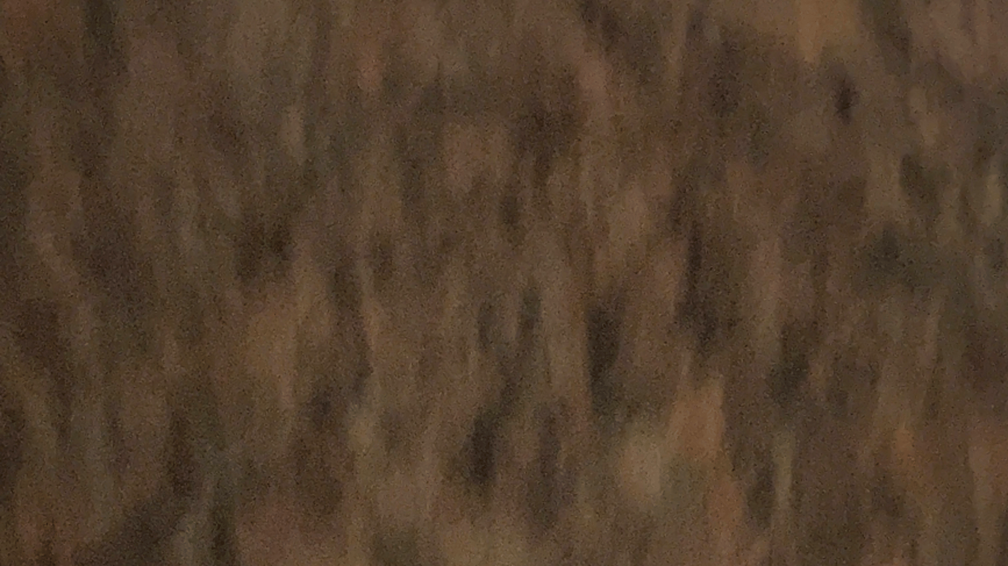 Bob