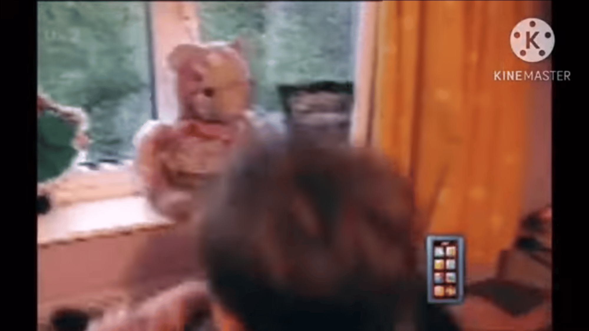 Boy
