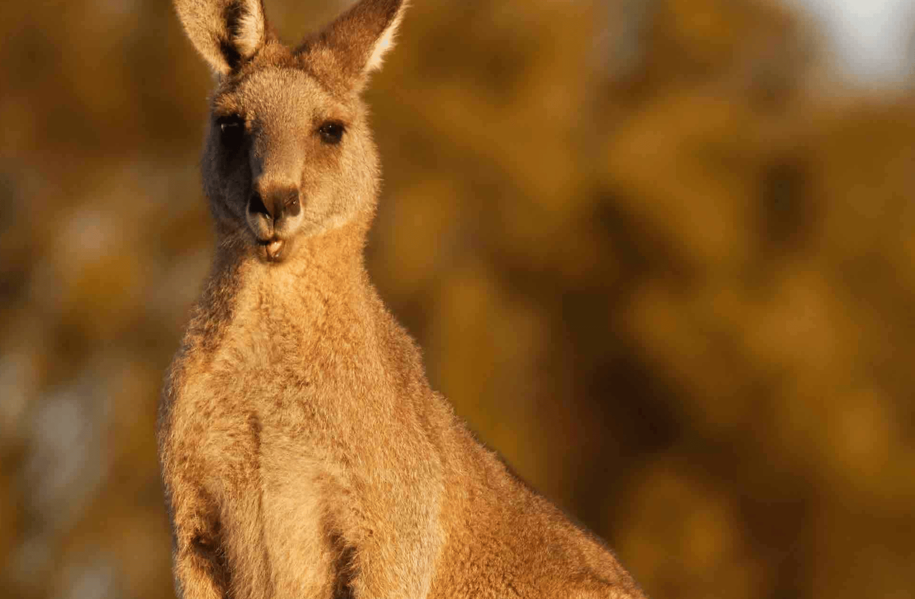 Roo