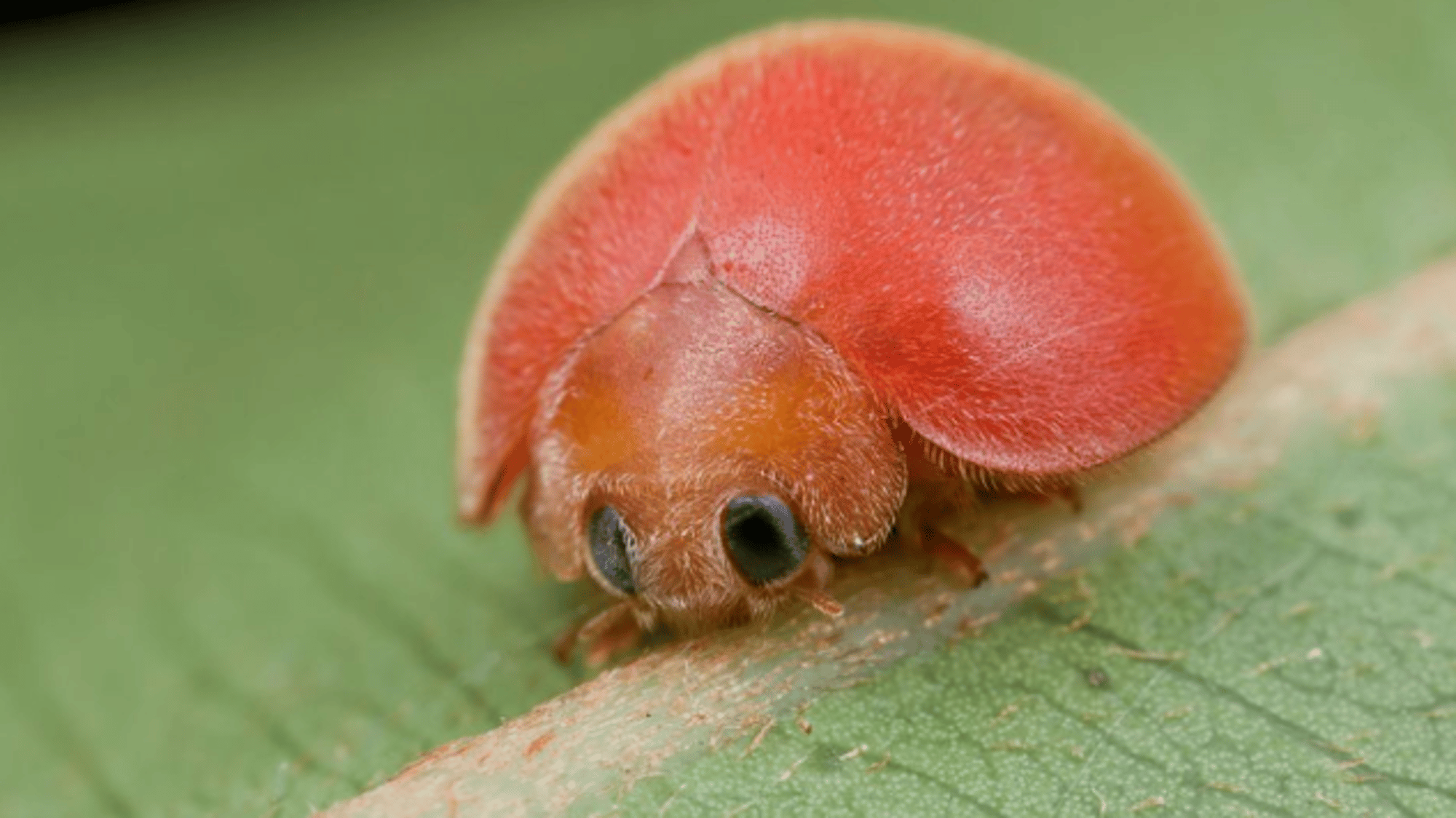 Beetle! (Aka me)