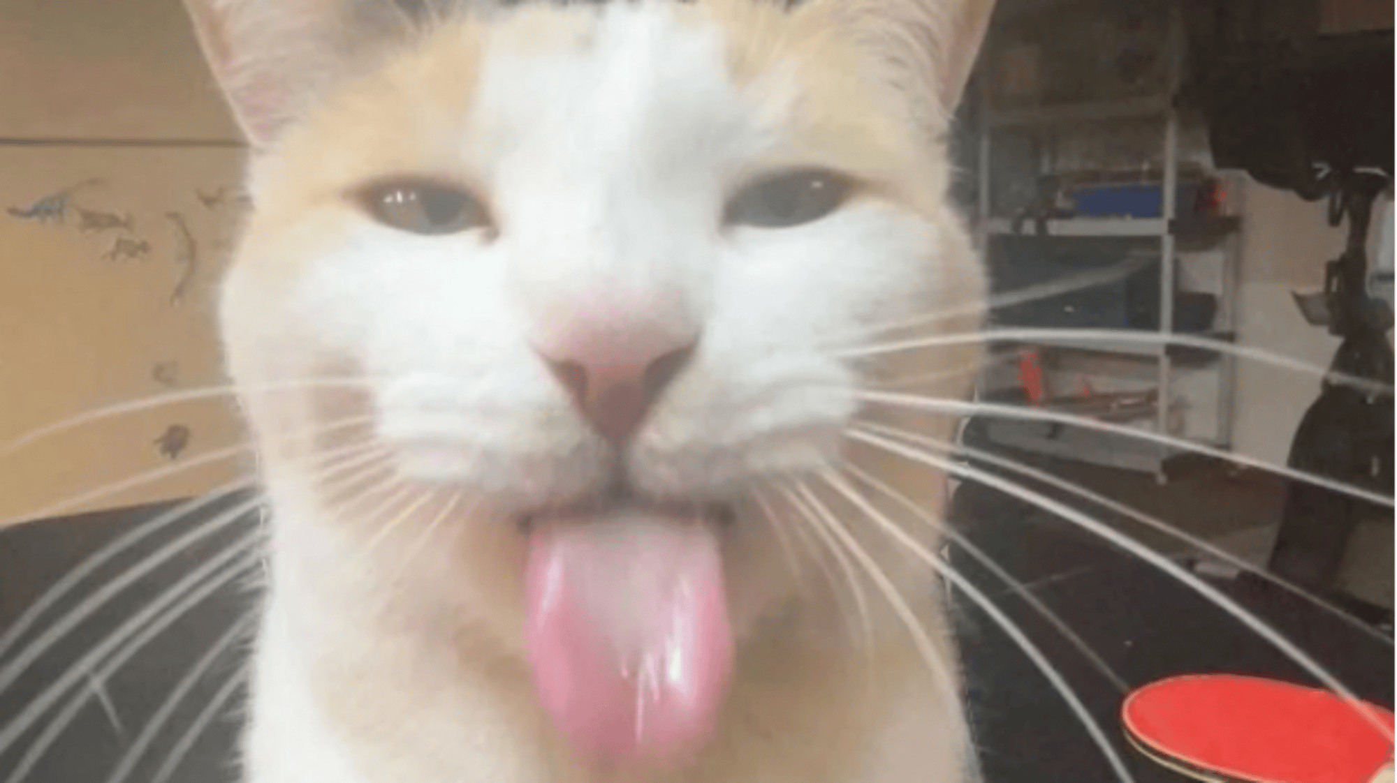 SOYI