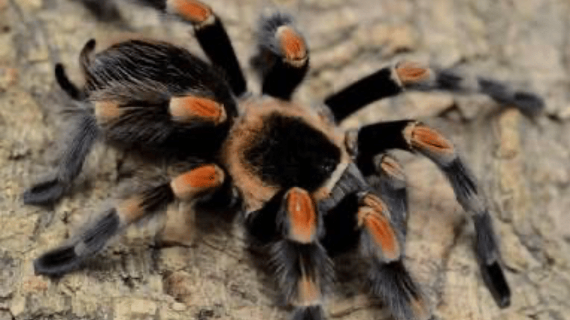 Redknee tarantula