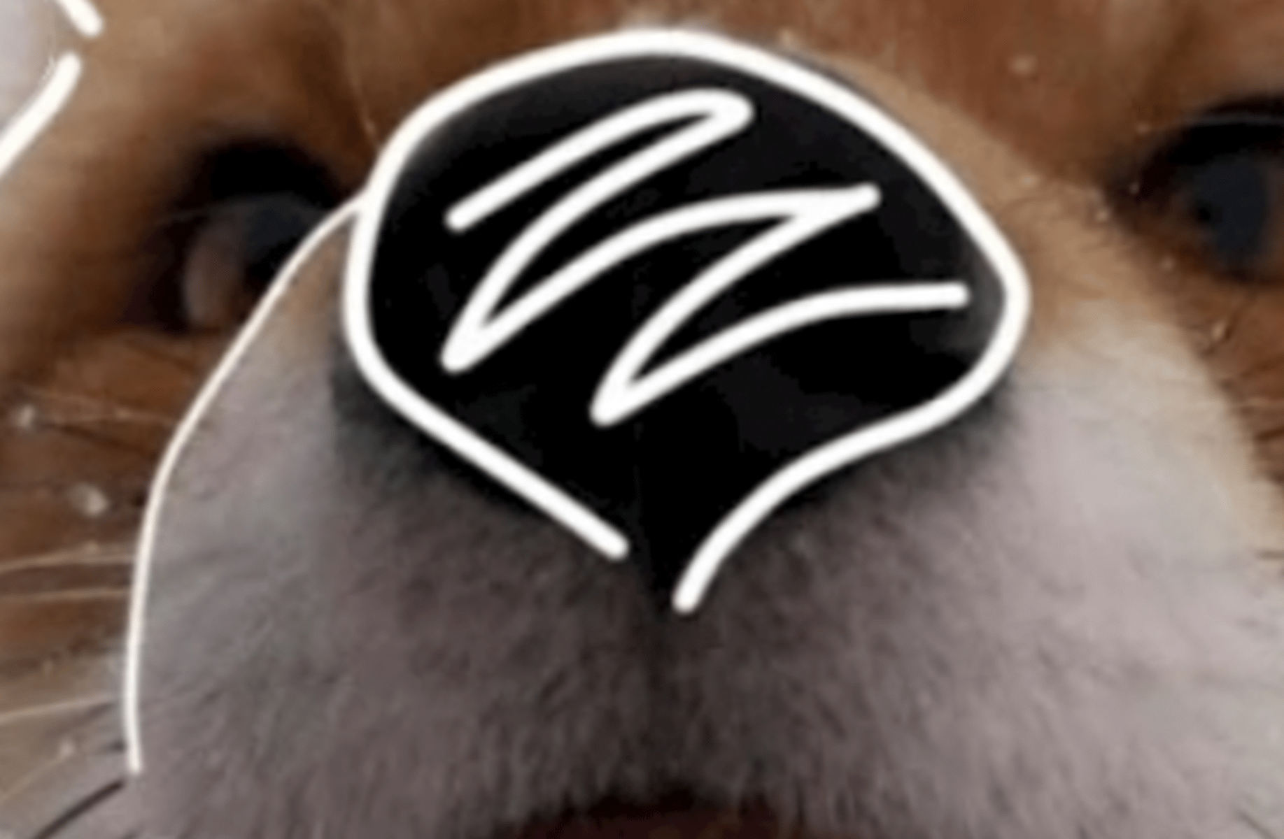 Foxxgirl