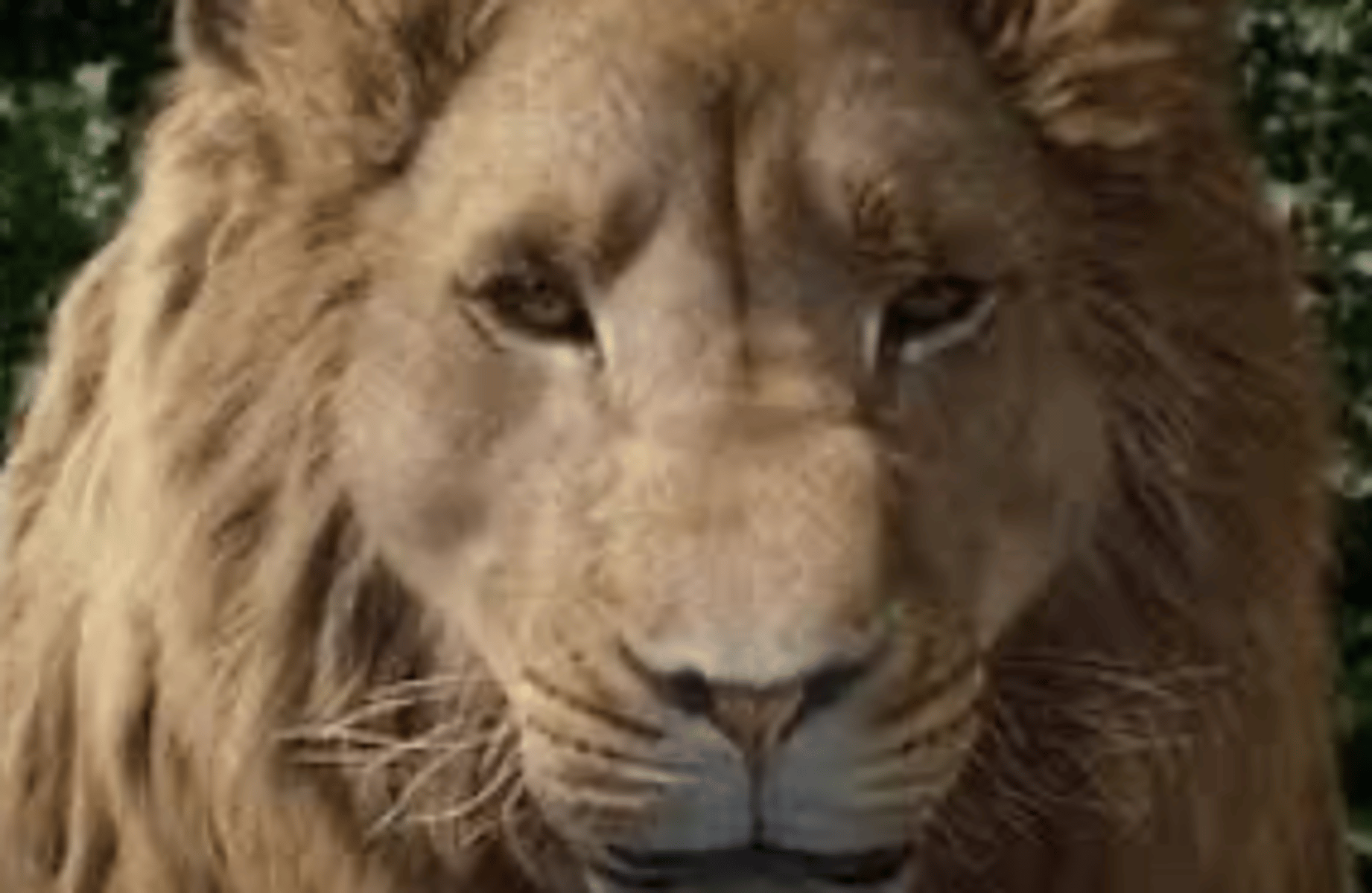 Aslan (Narnia)
