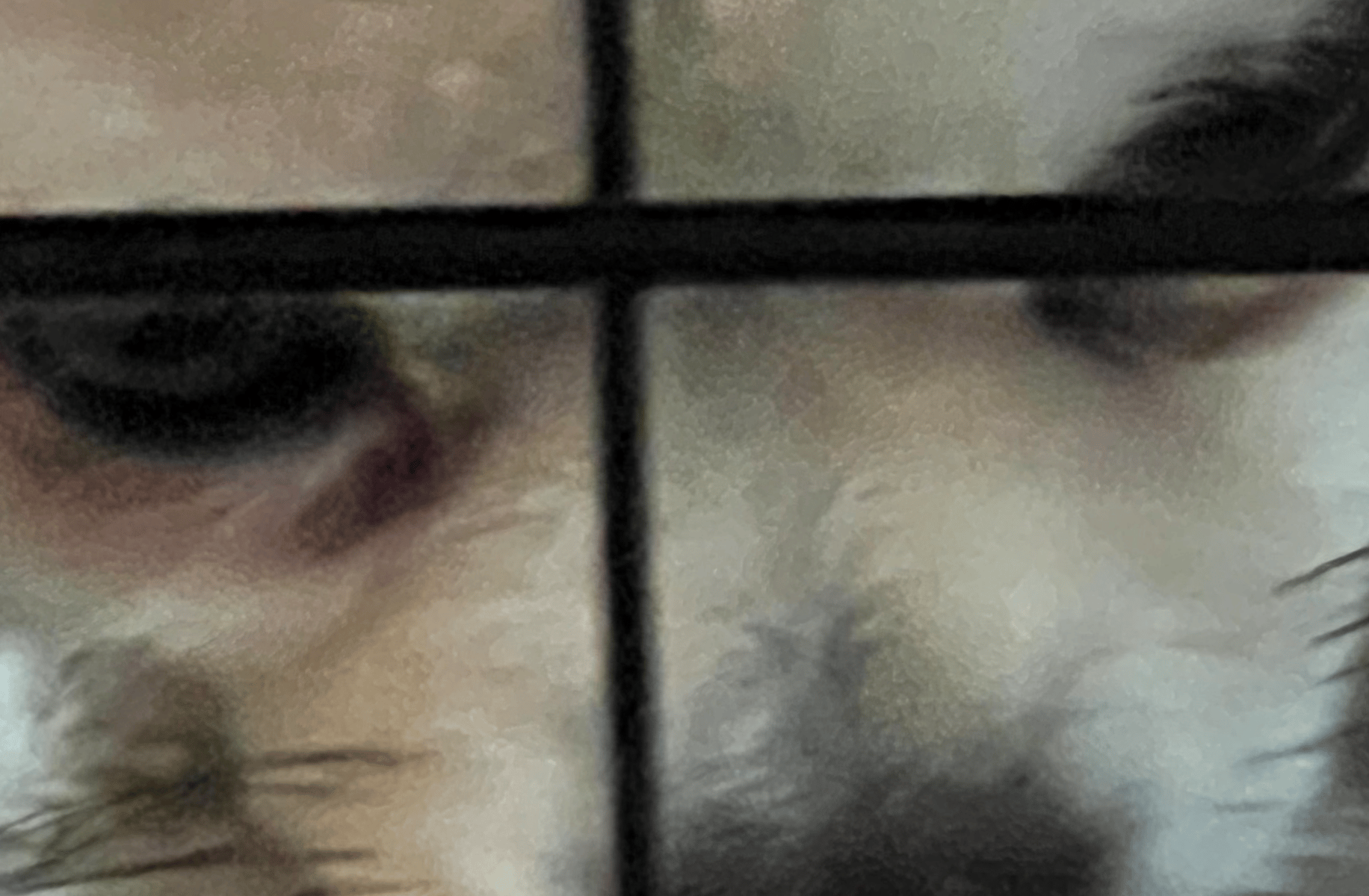 Peanut