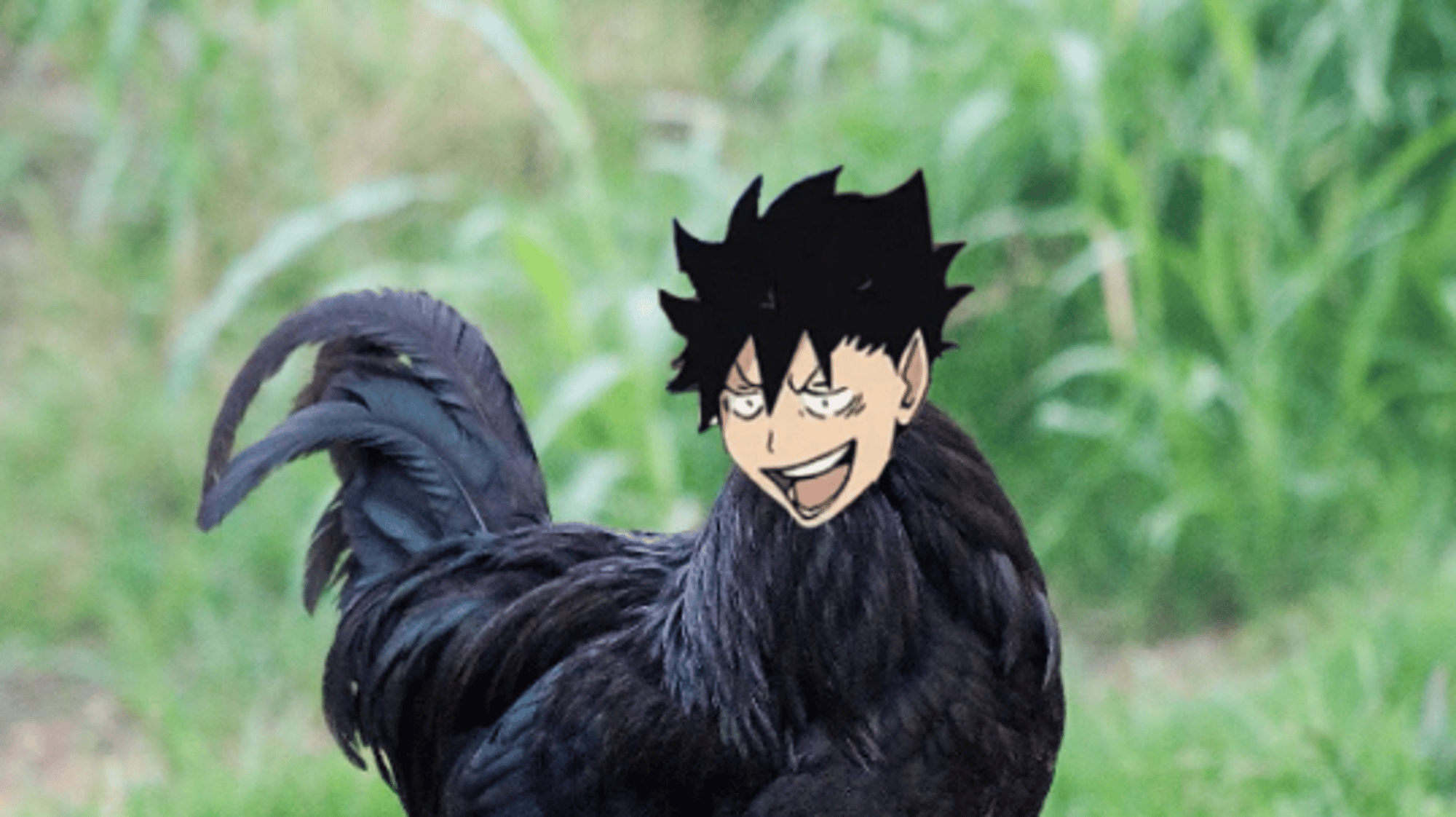 Kuroo Tetsurou