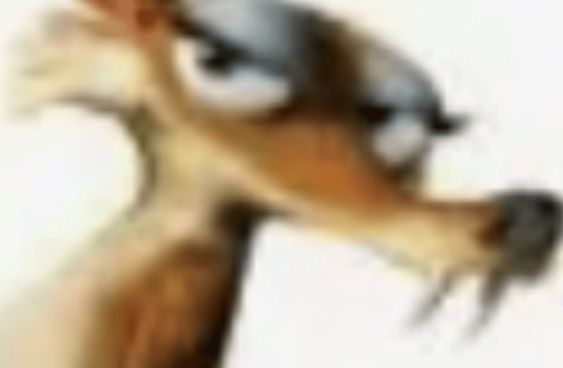 Scratte