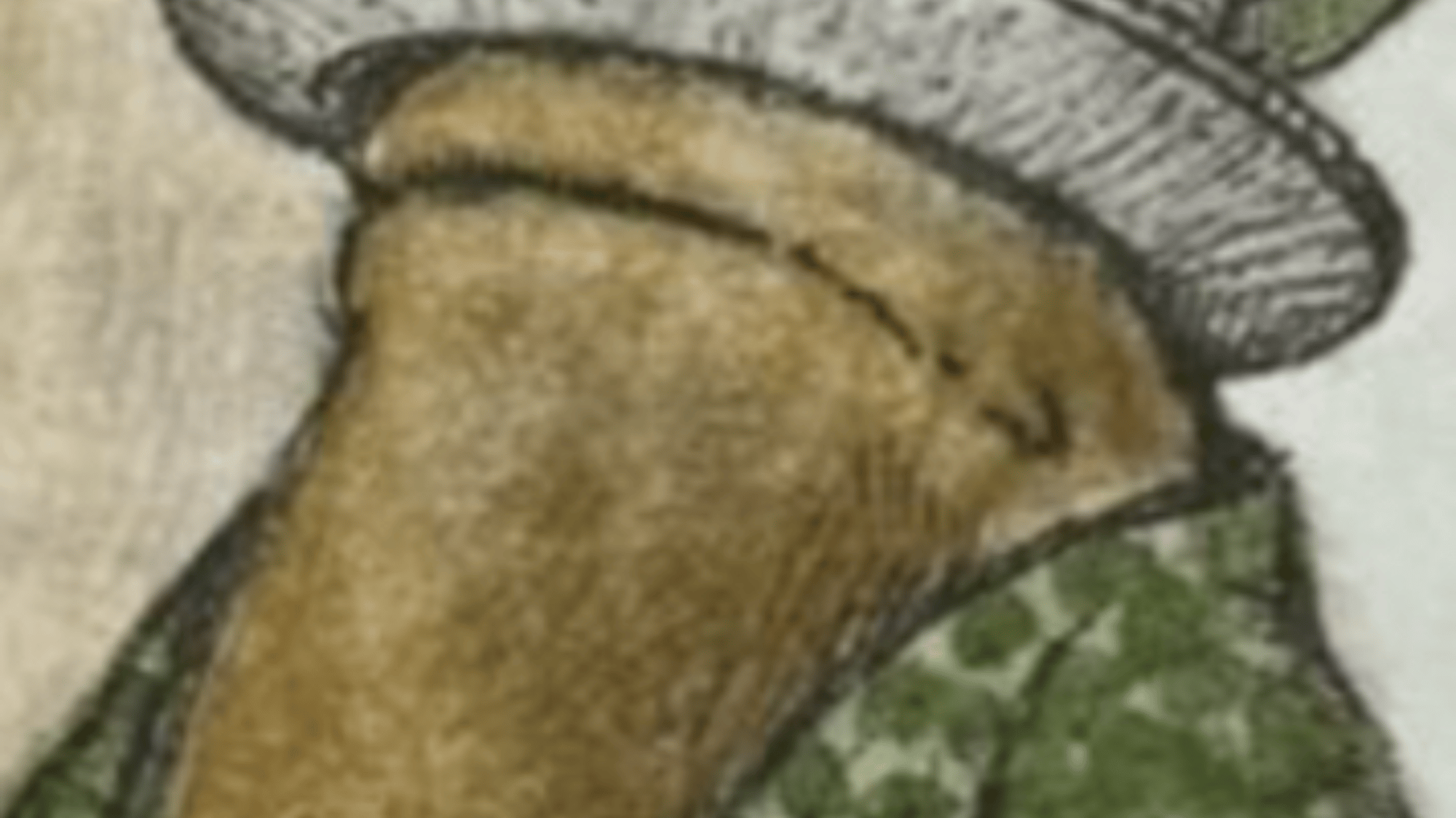 Toad