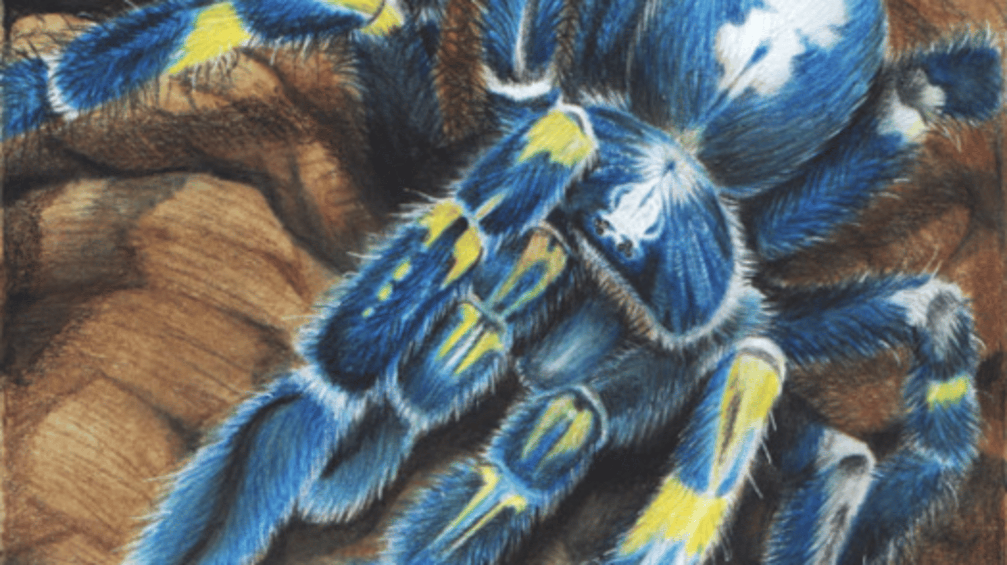 Maxwell the Giant spider