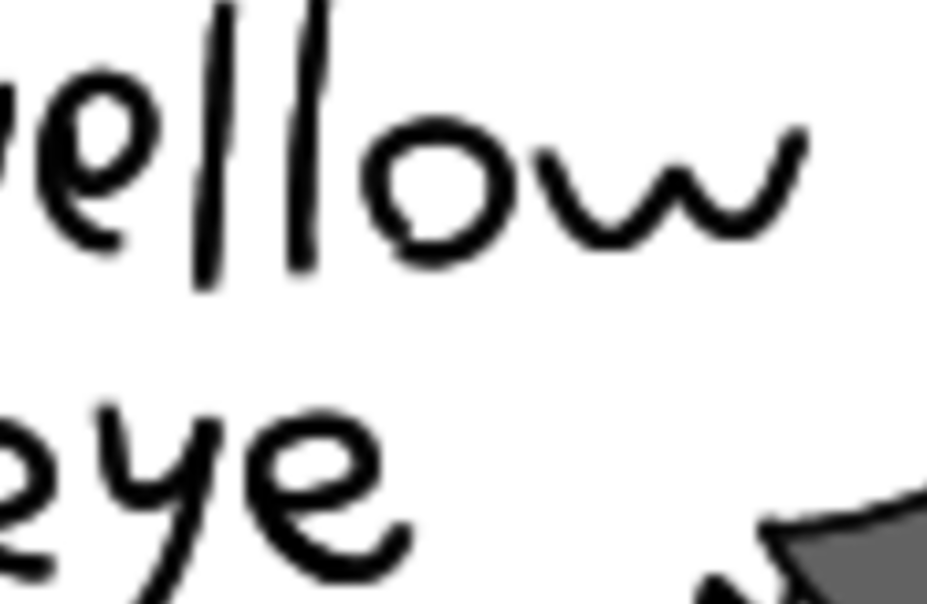 Yellow eye