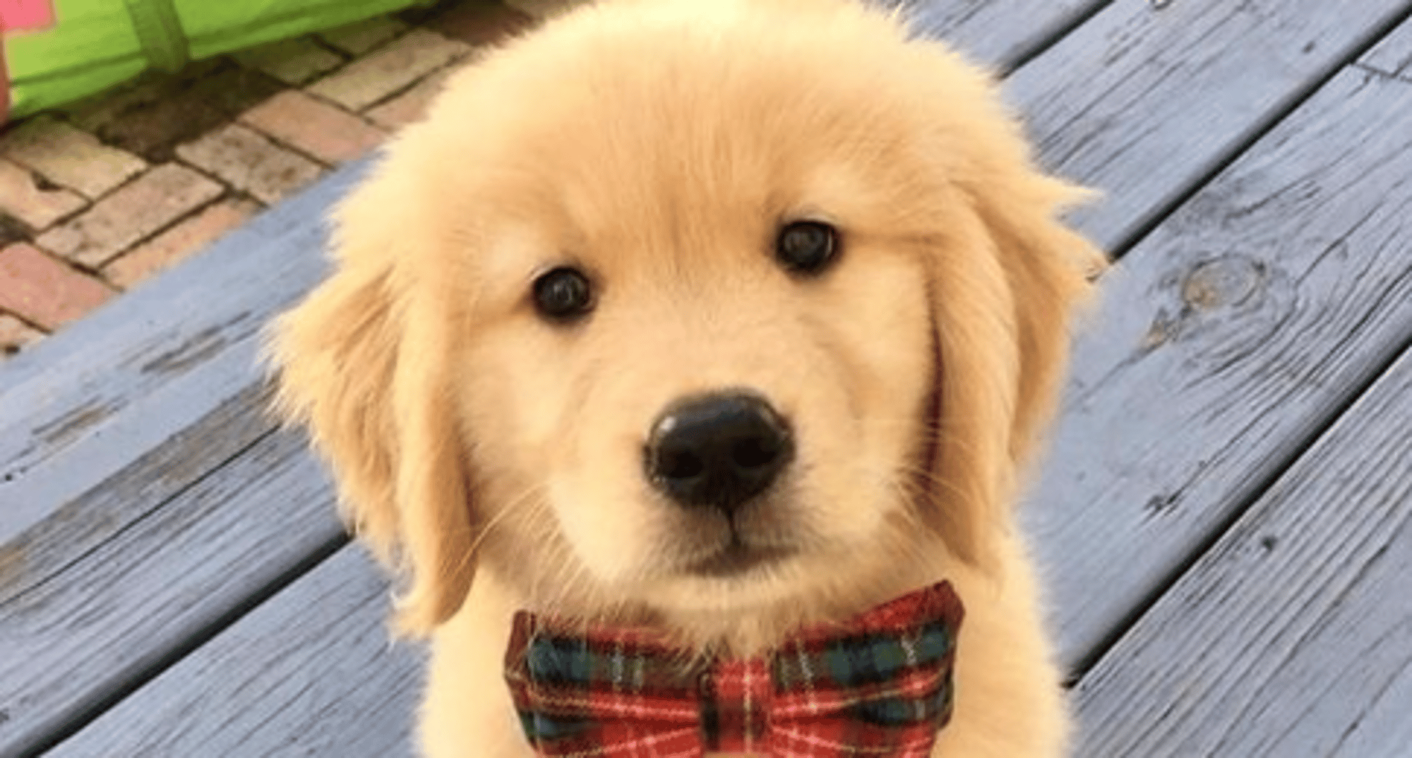 your dog (luki)
