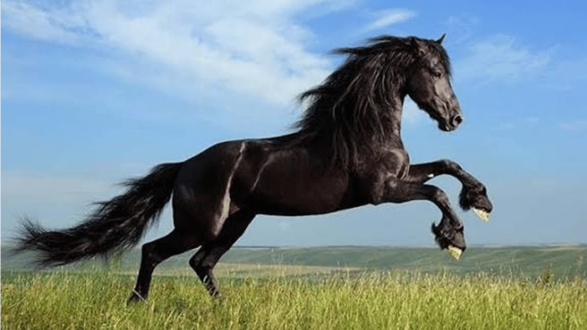 Stallion Tube