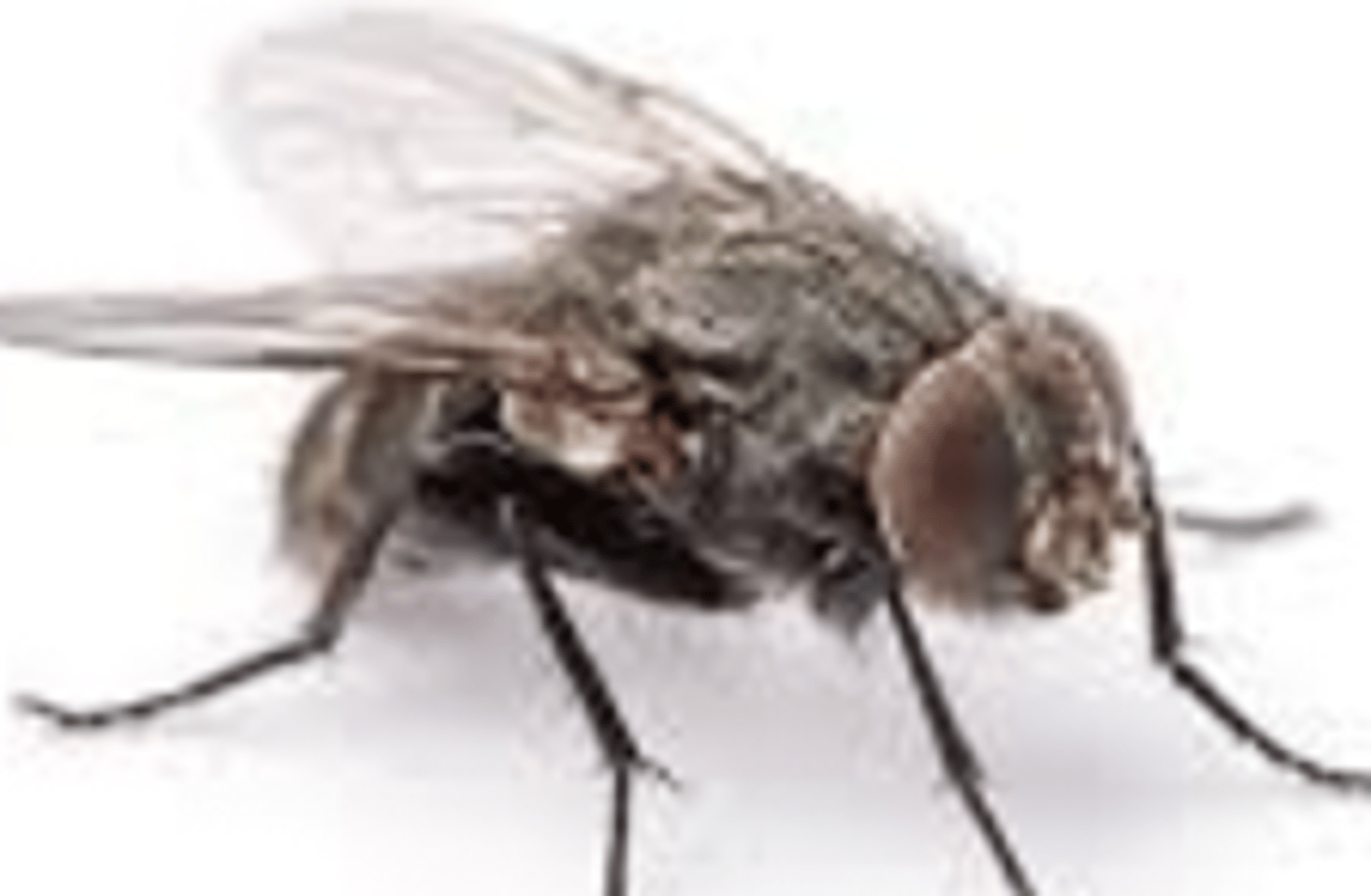Fly bug