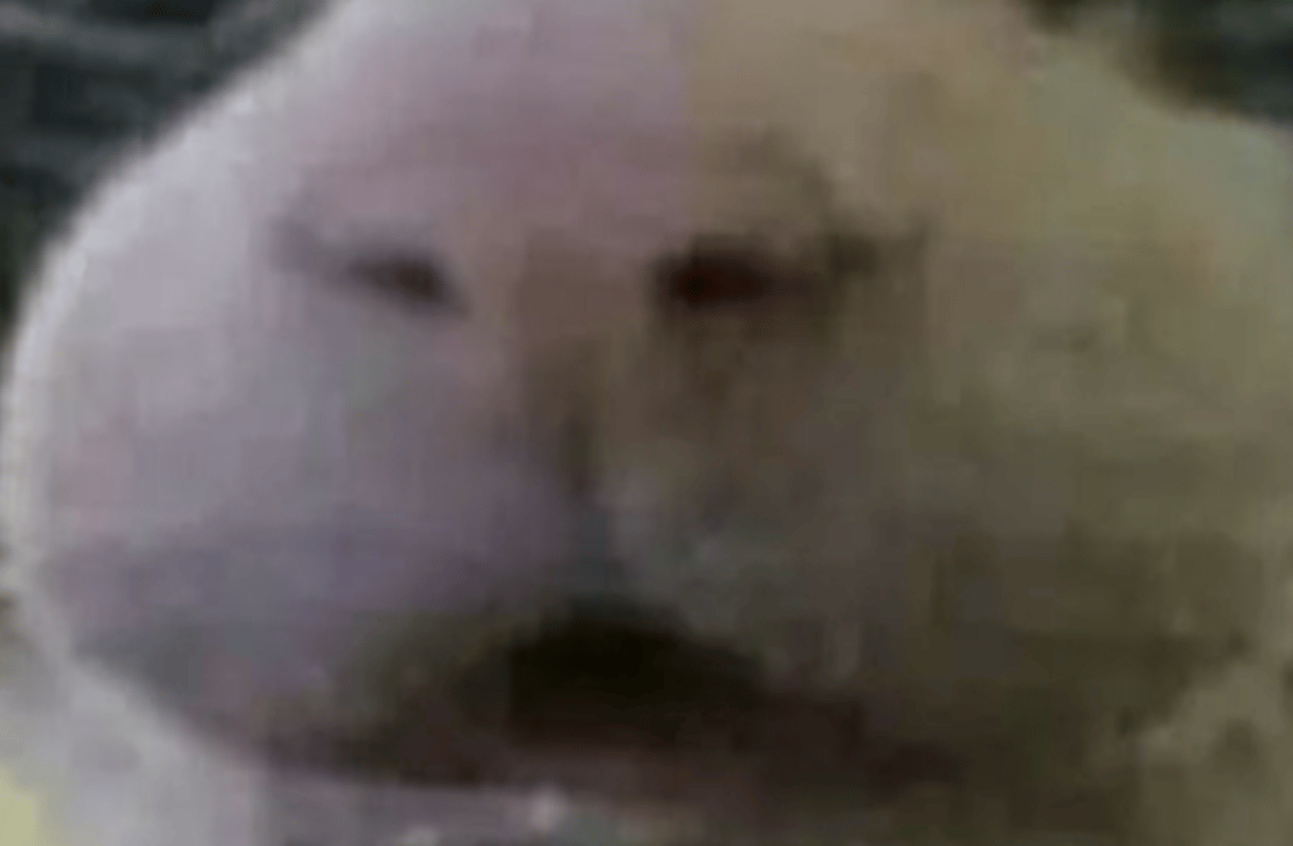 Mokey