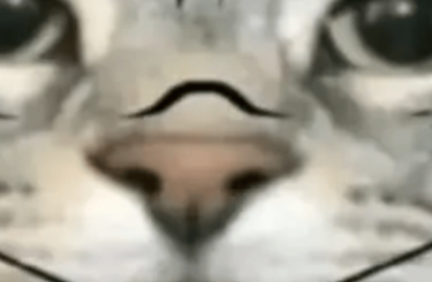 Sukuna cat