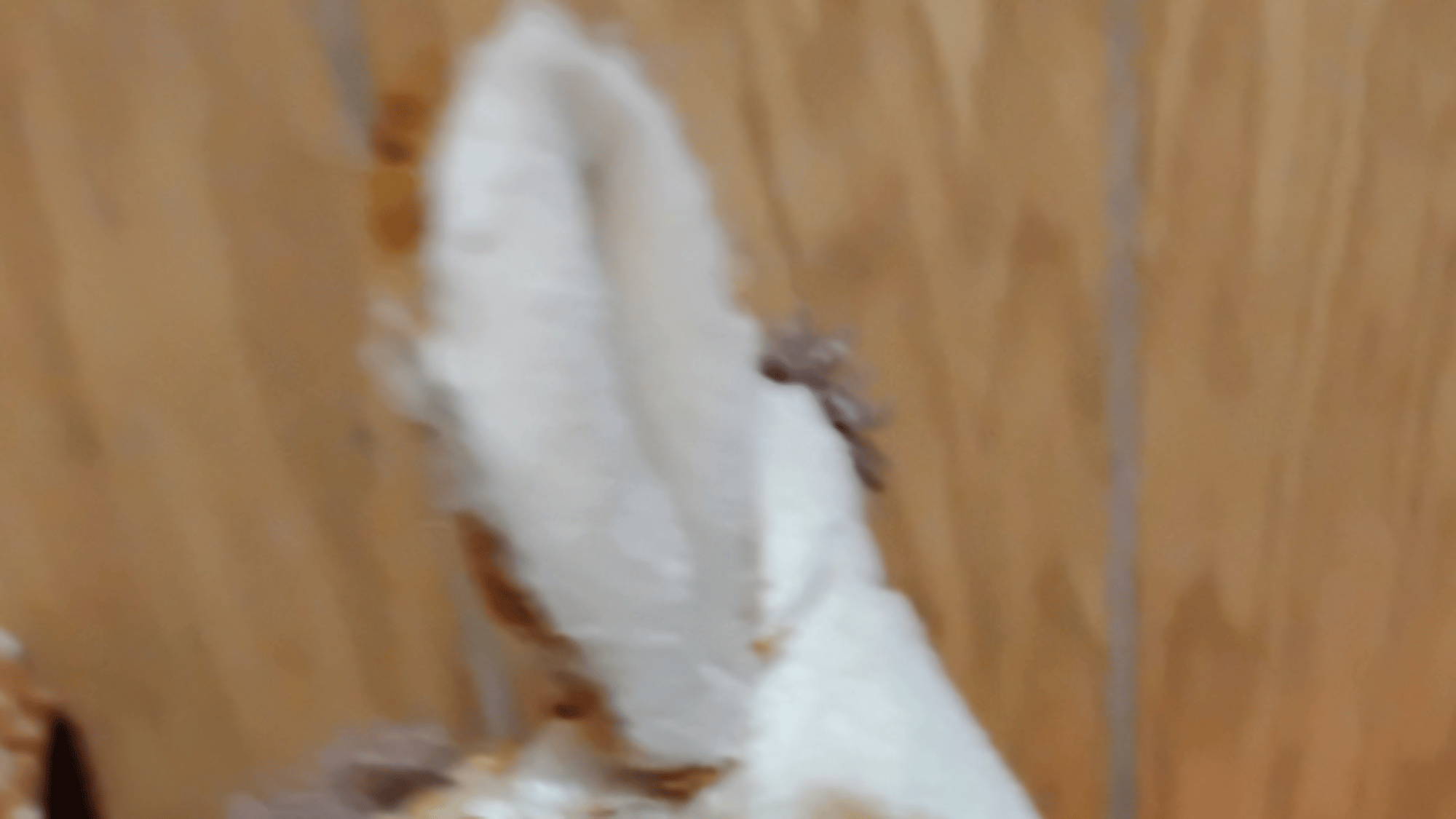 Ty