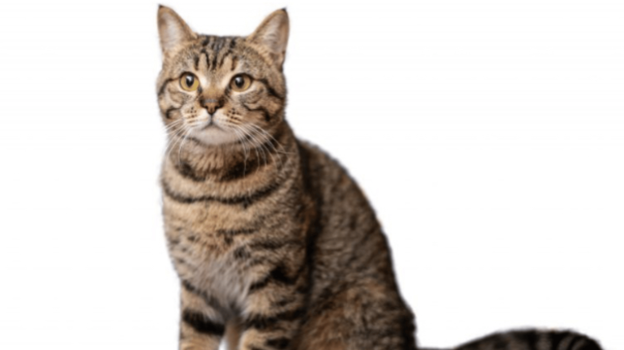 Catty