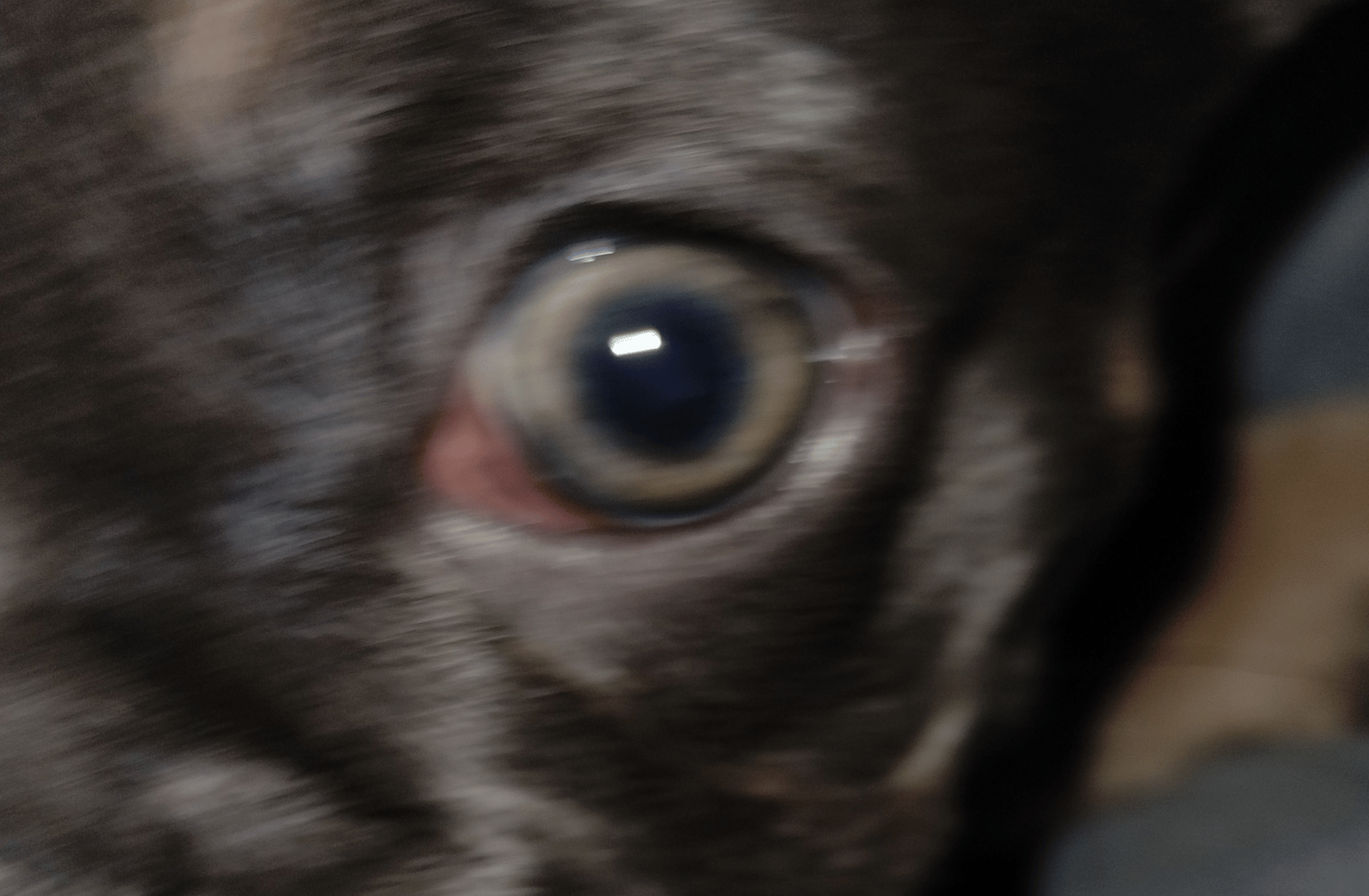 JJ