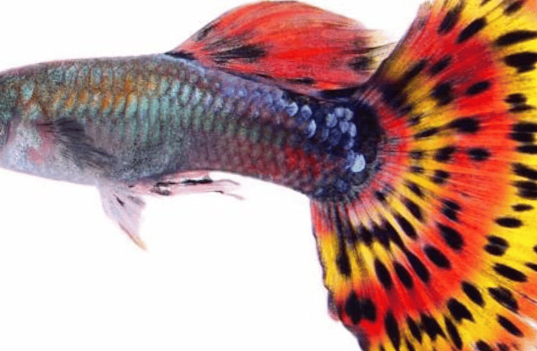 fish