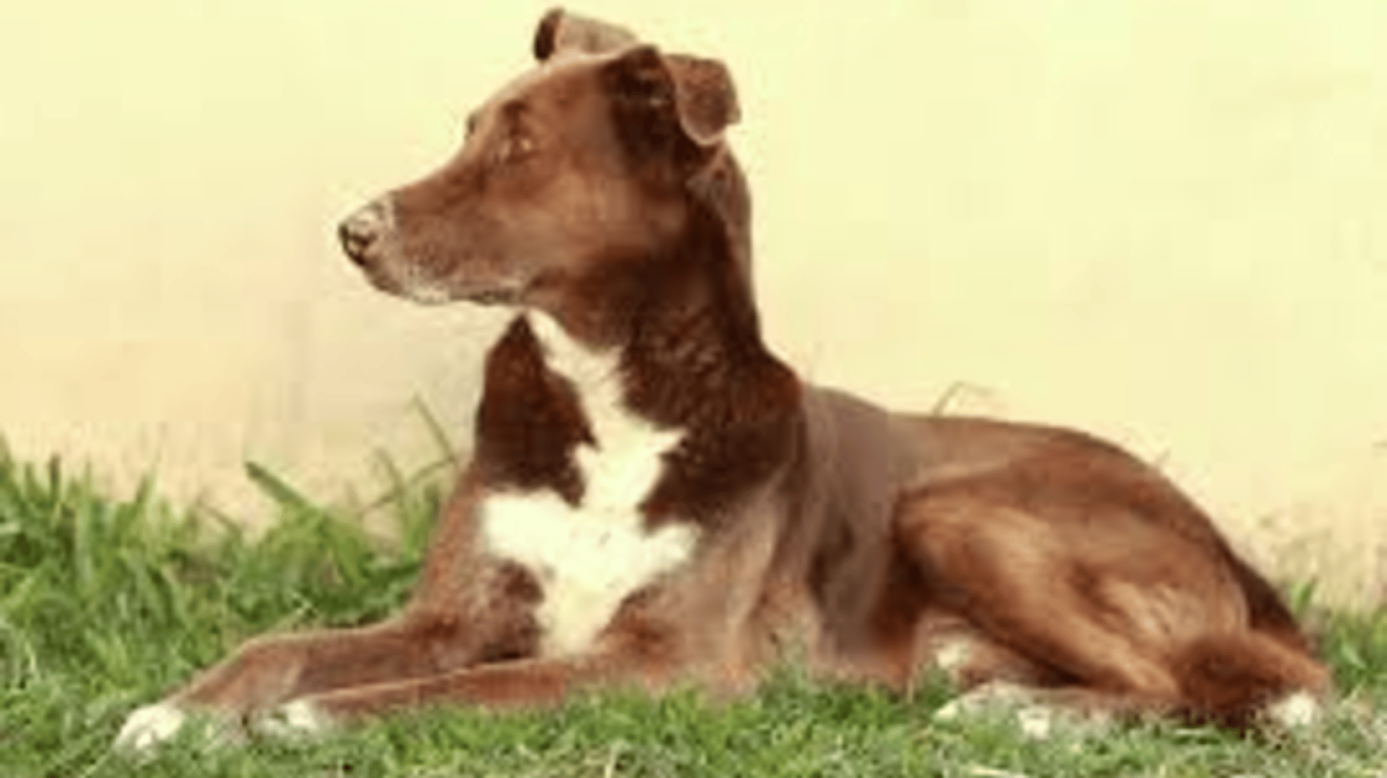 dog named willow