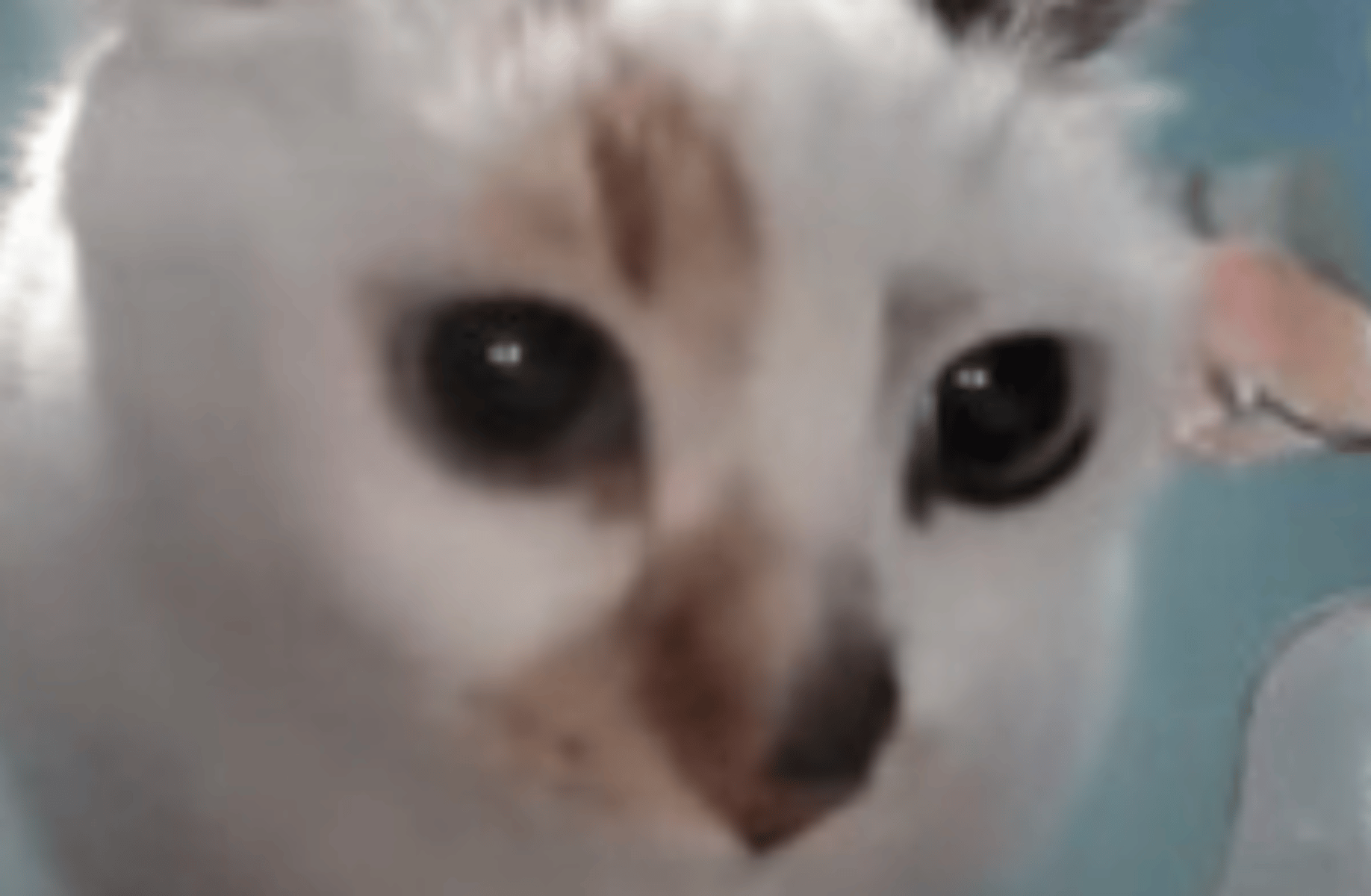 That_1Cookieguy
