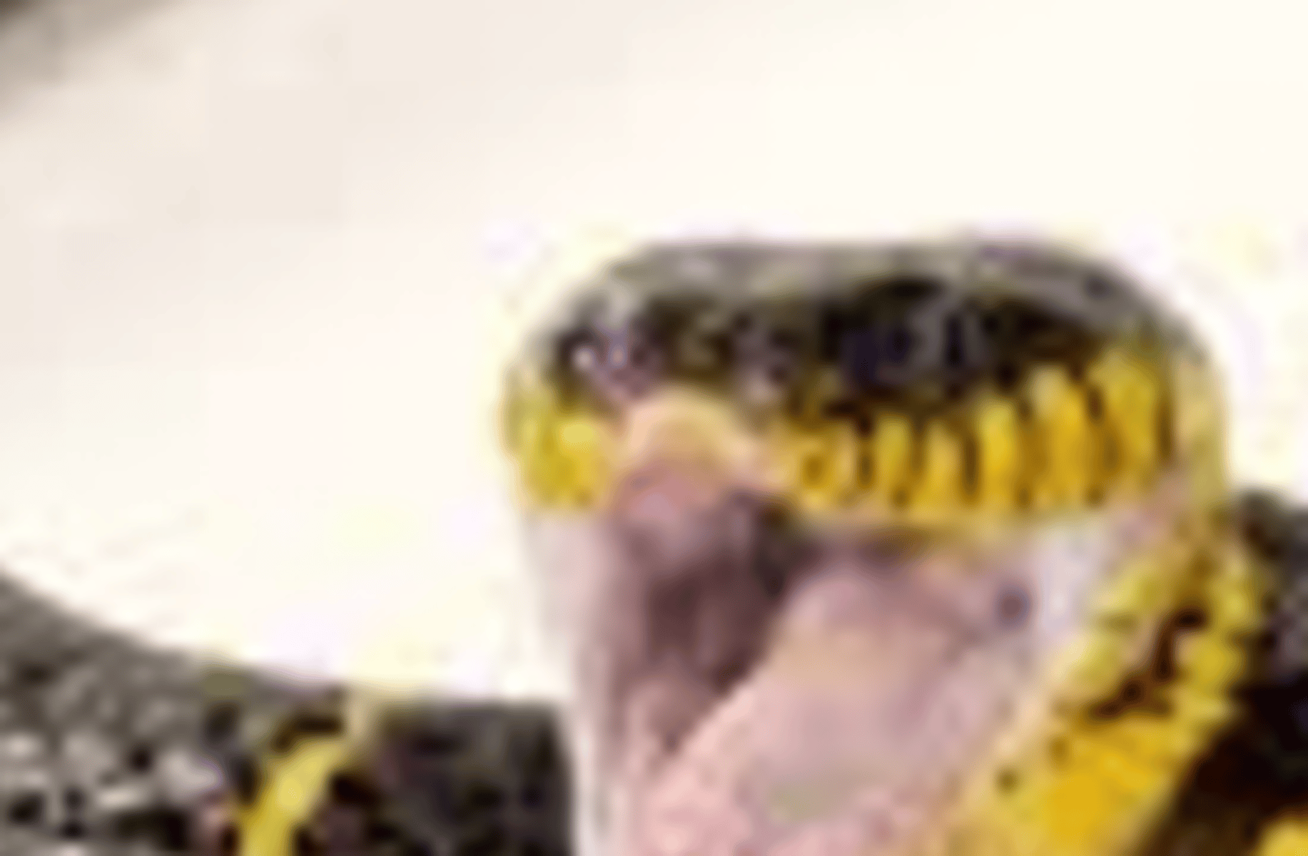 Snake