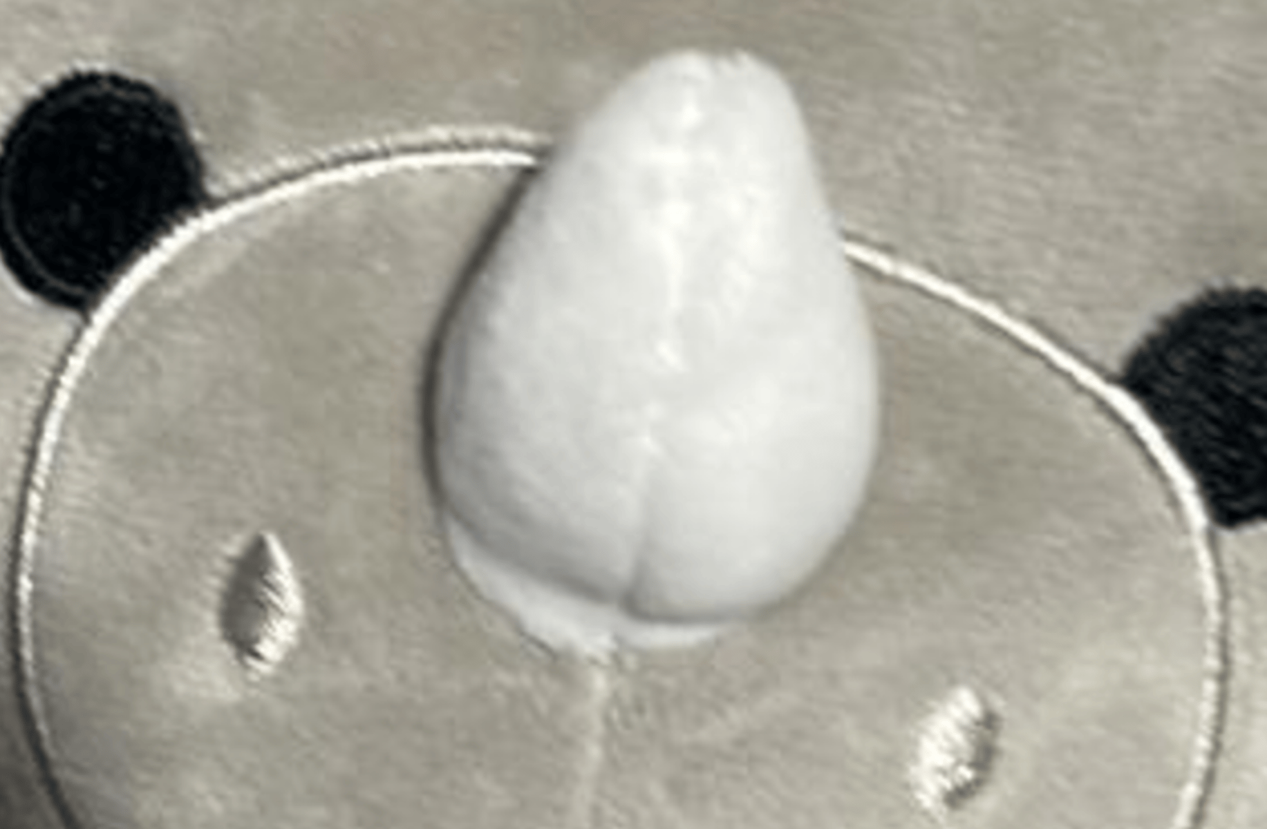 Joe