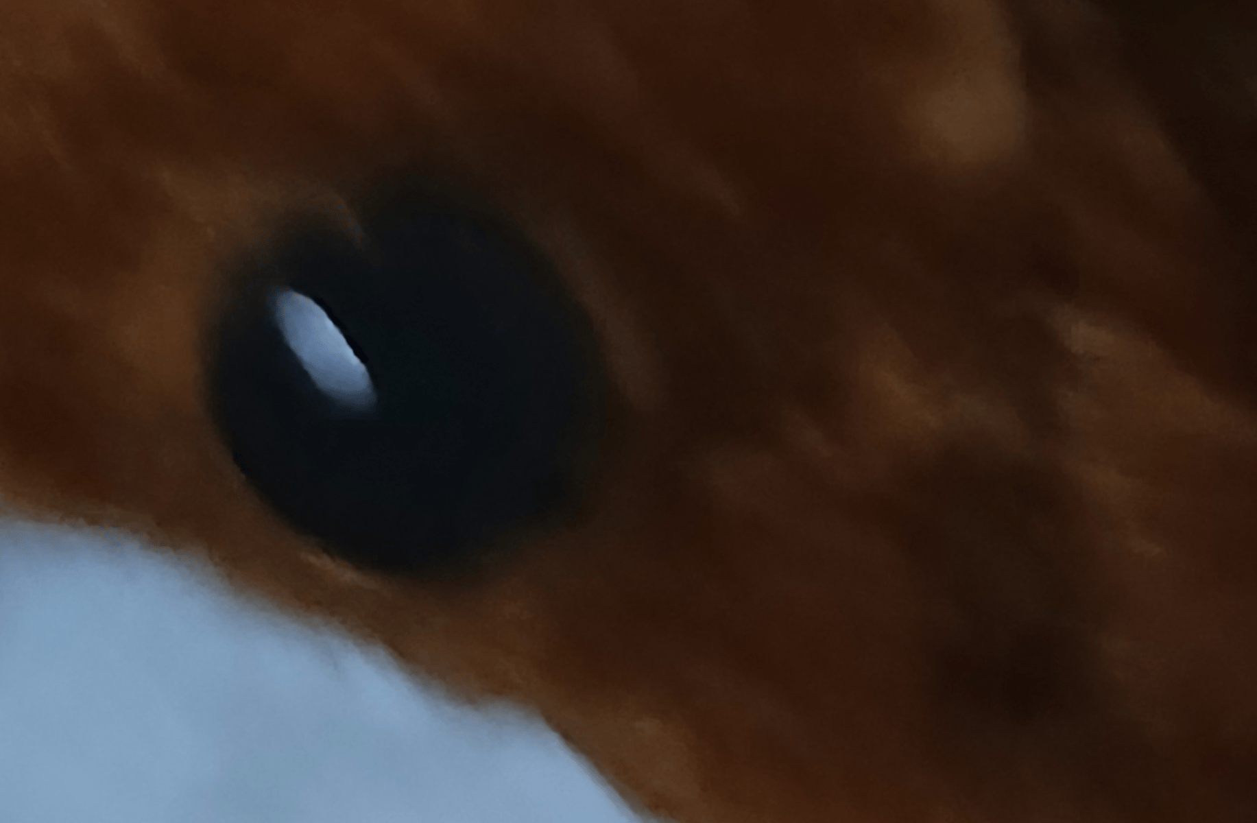 Female hamster