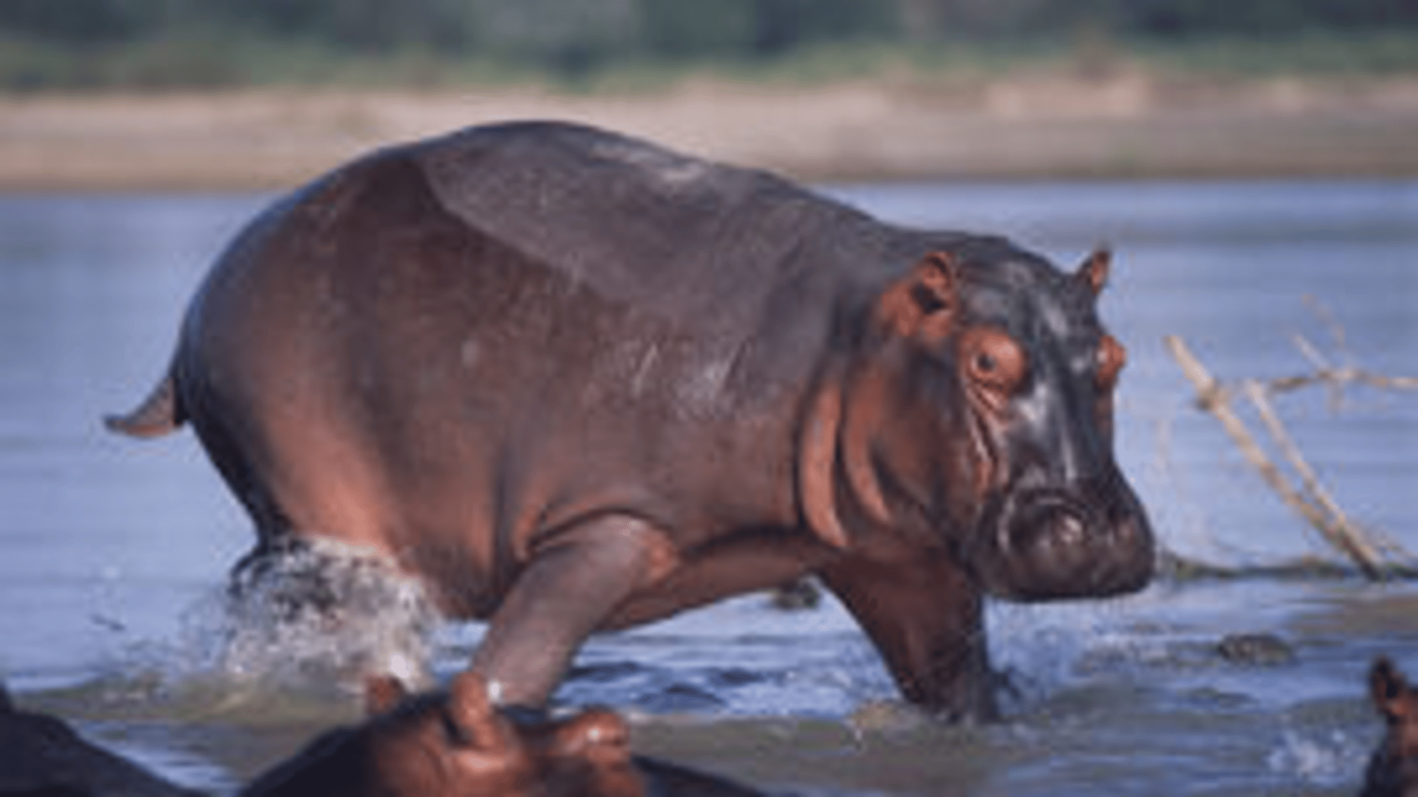 Hippopotamus