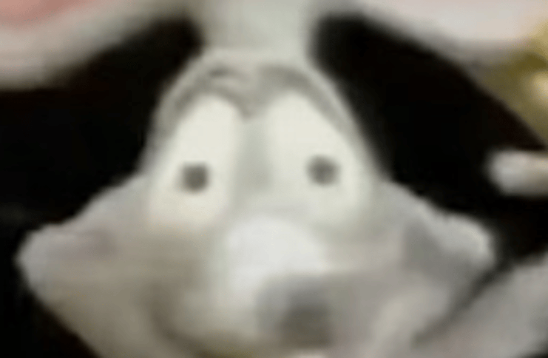 Rap rat