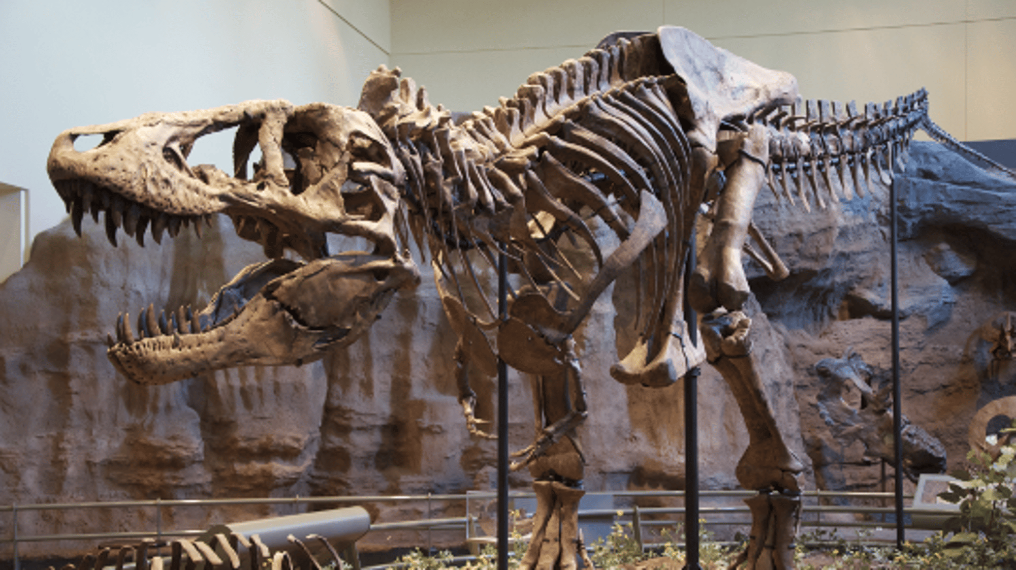 Tyrannosaurus Rex (Trey)