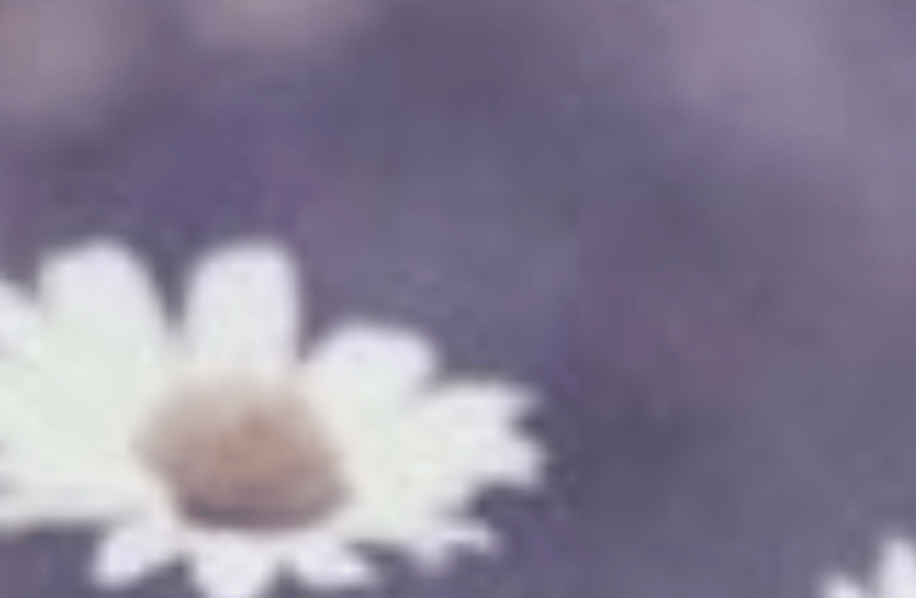 Rui