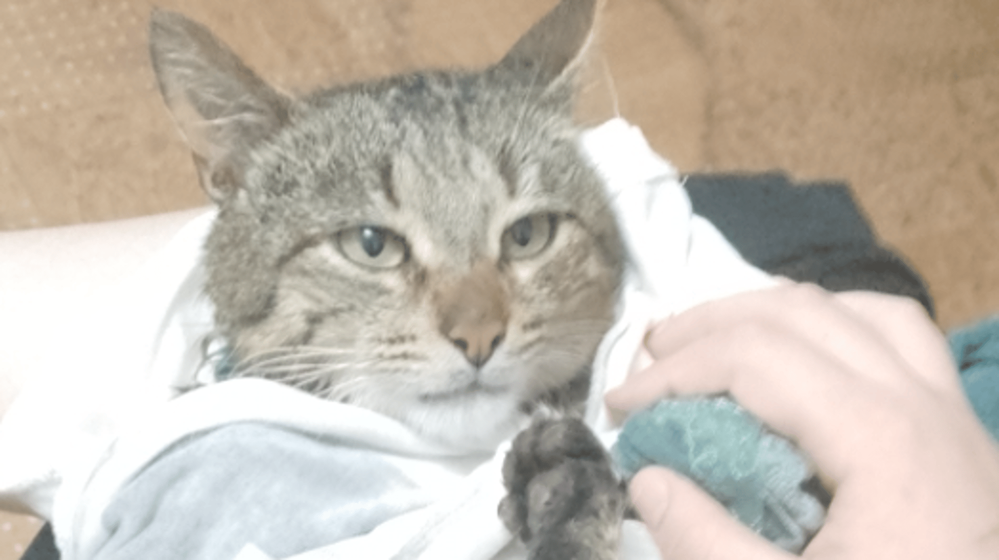 Peppino