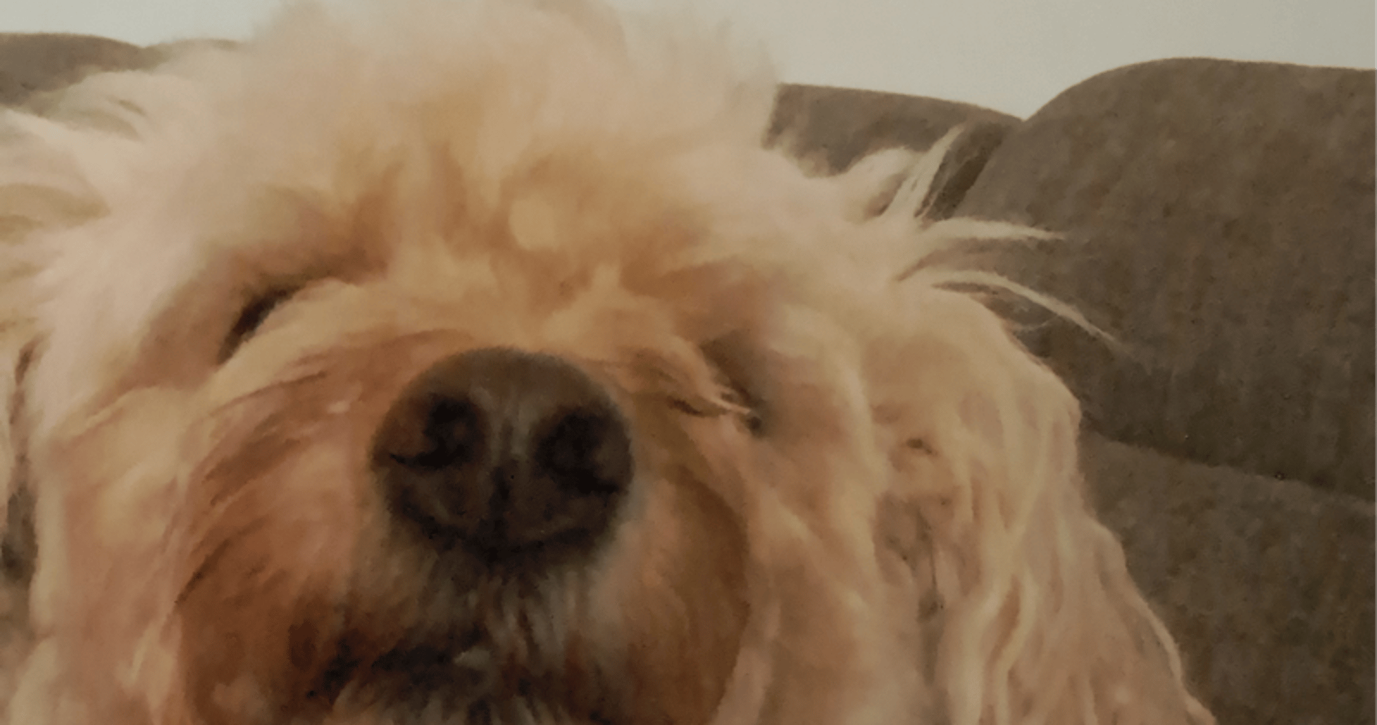 Dog toffi
