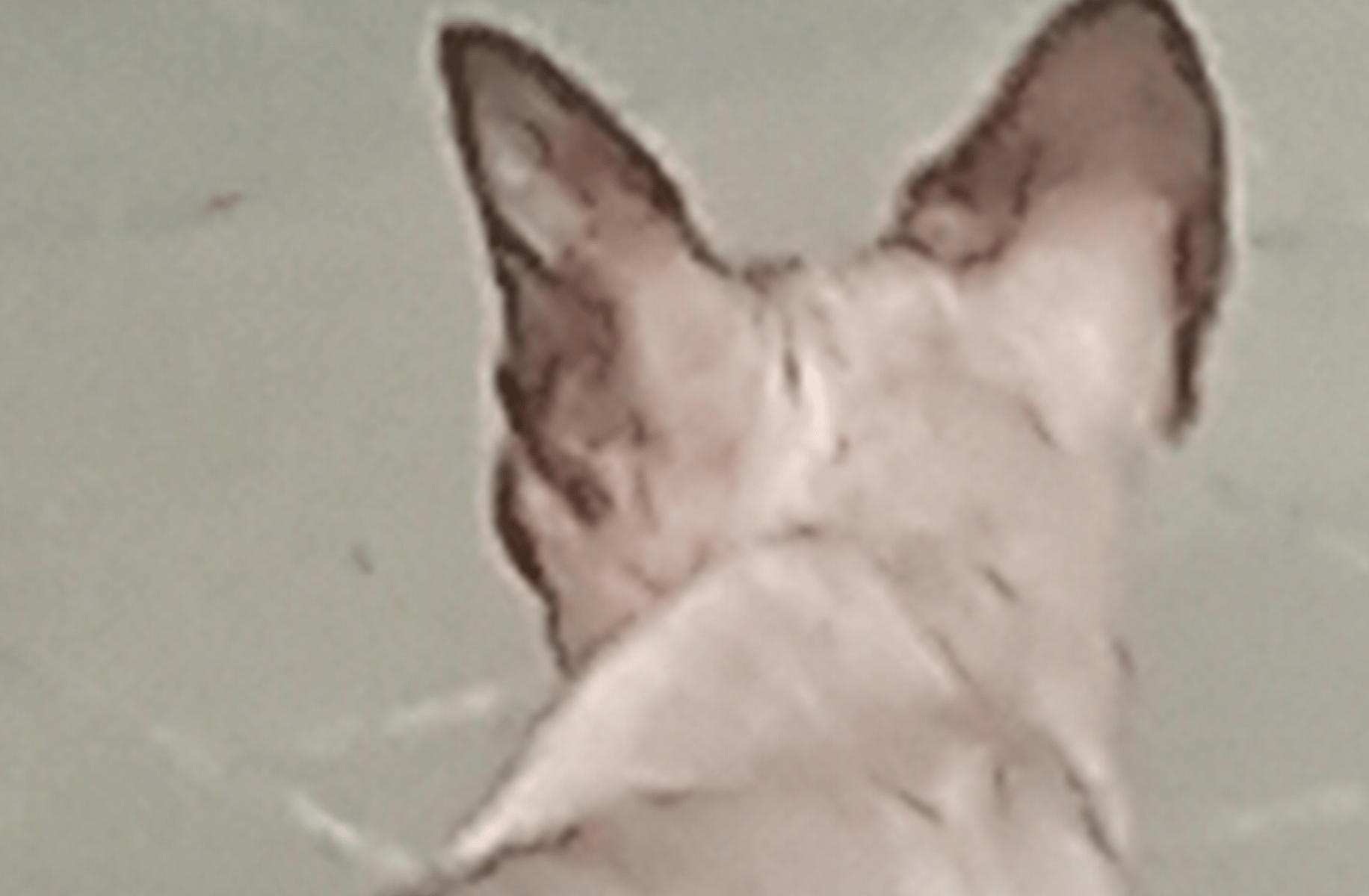 bald cat