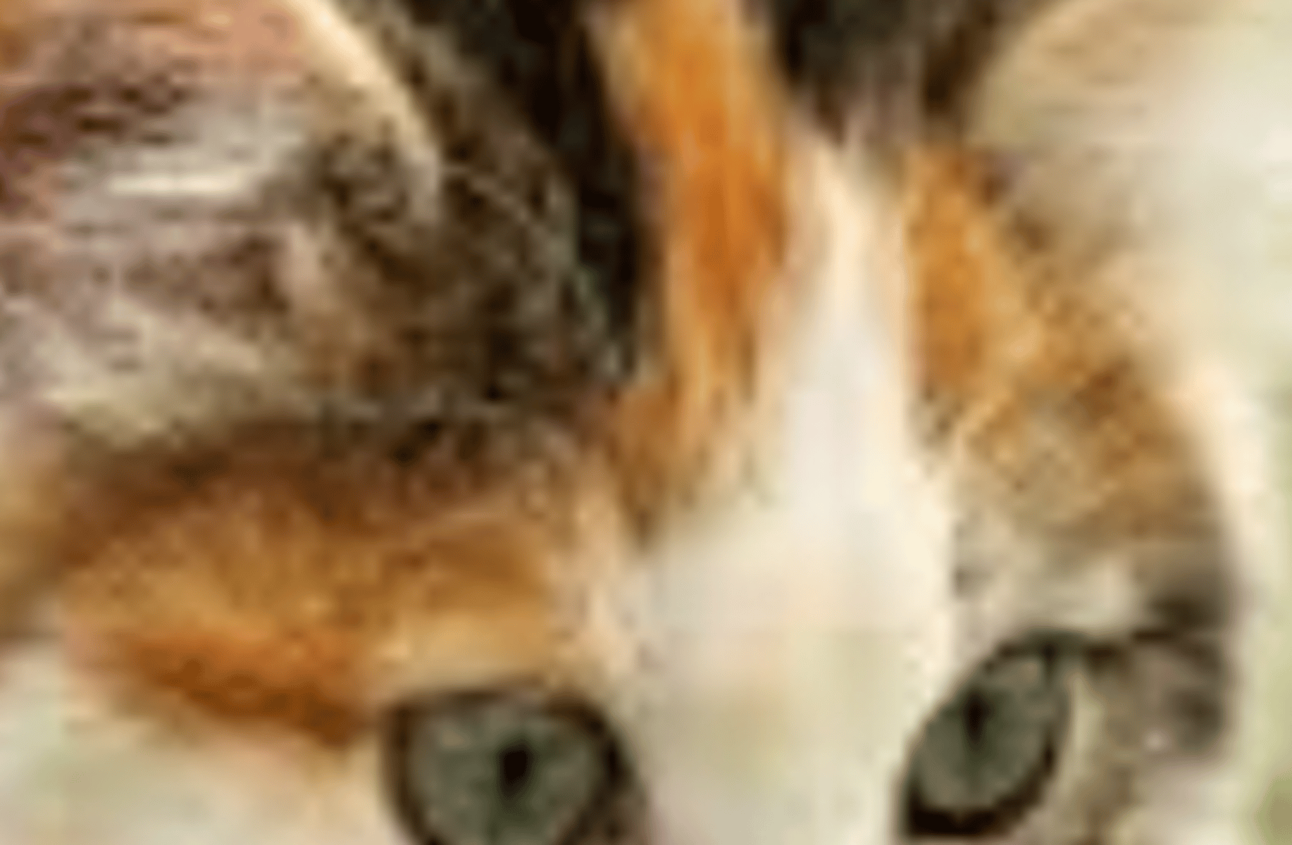 Cat calico