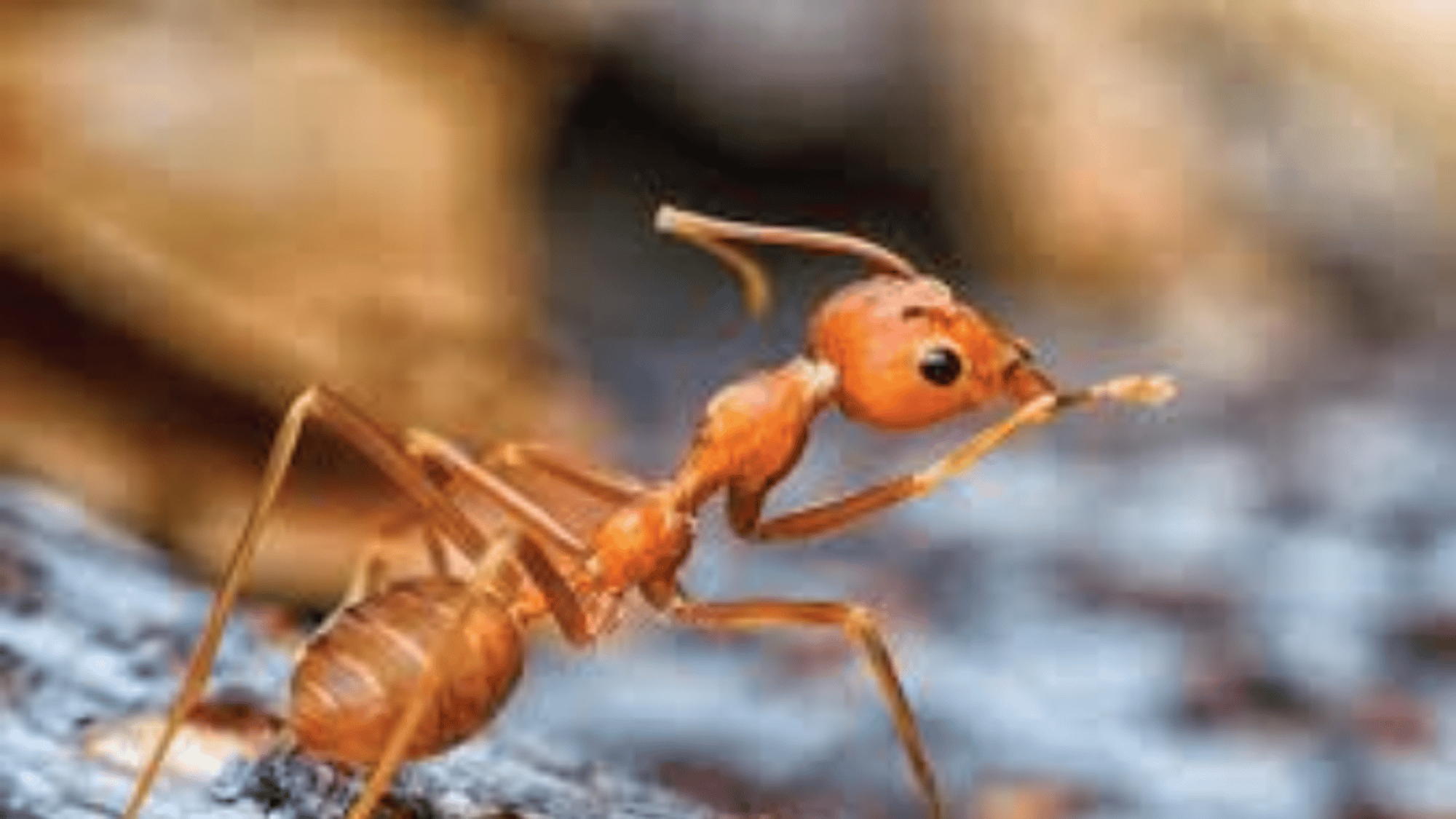 an ant