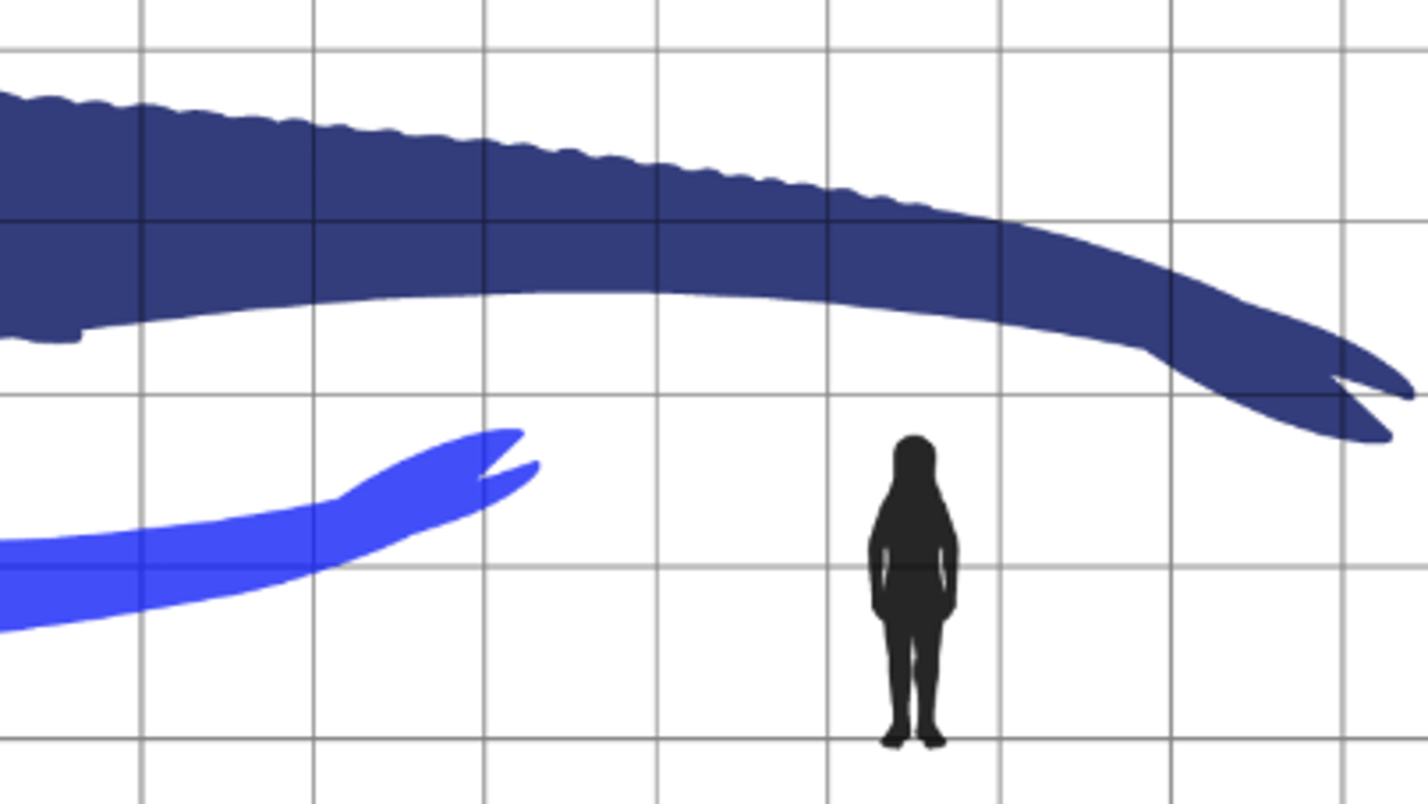 Basilosaurus cetoides