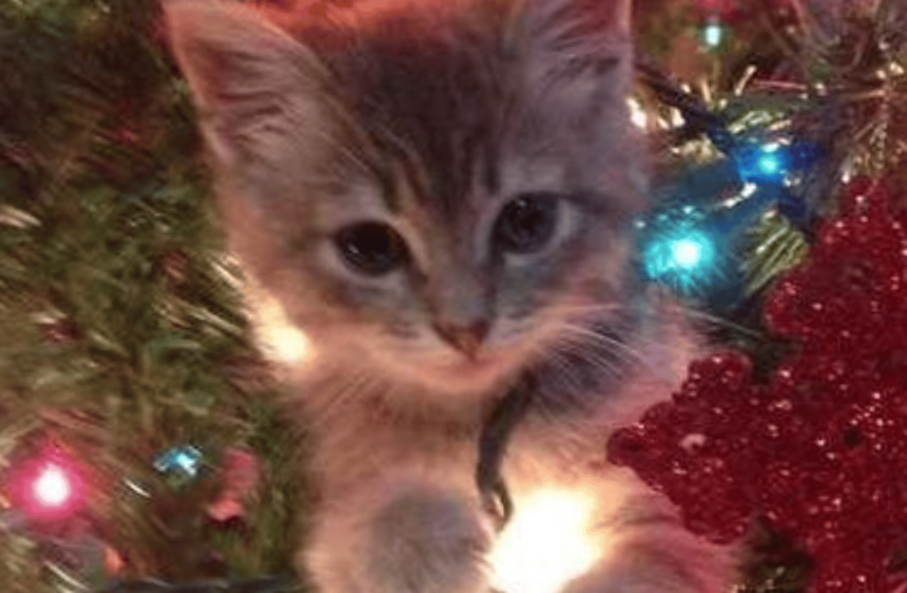Christmas - Felix